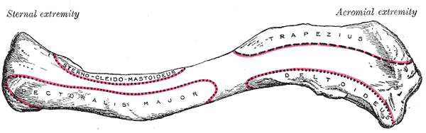 왼쪽 쇄골—위에서 본 모습