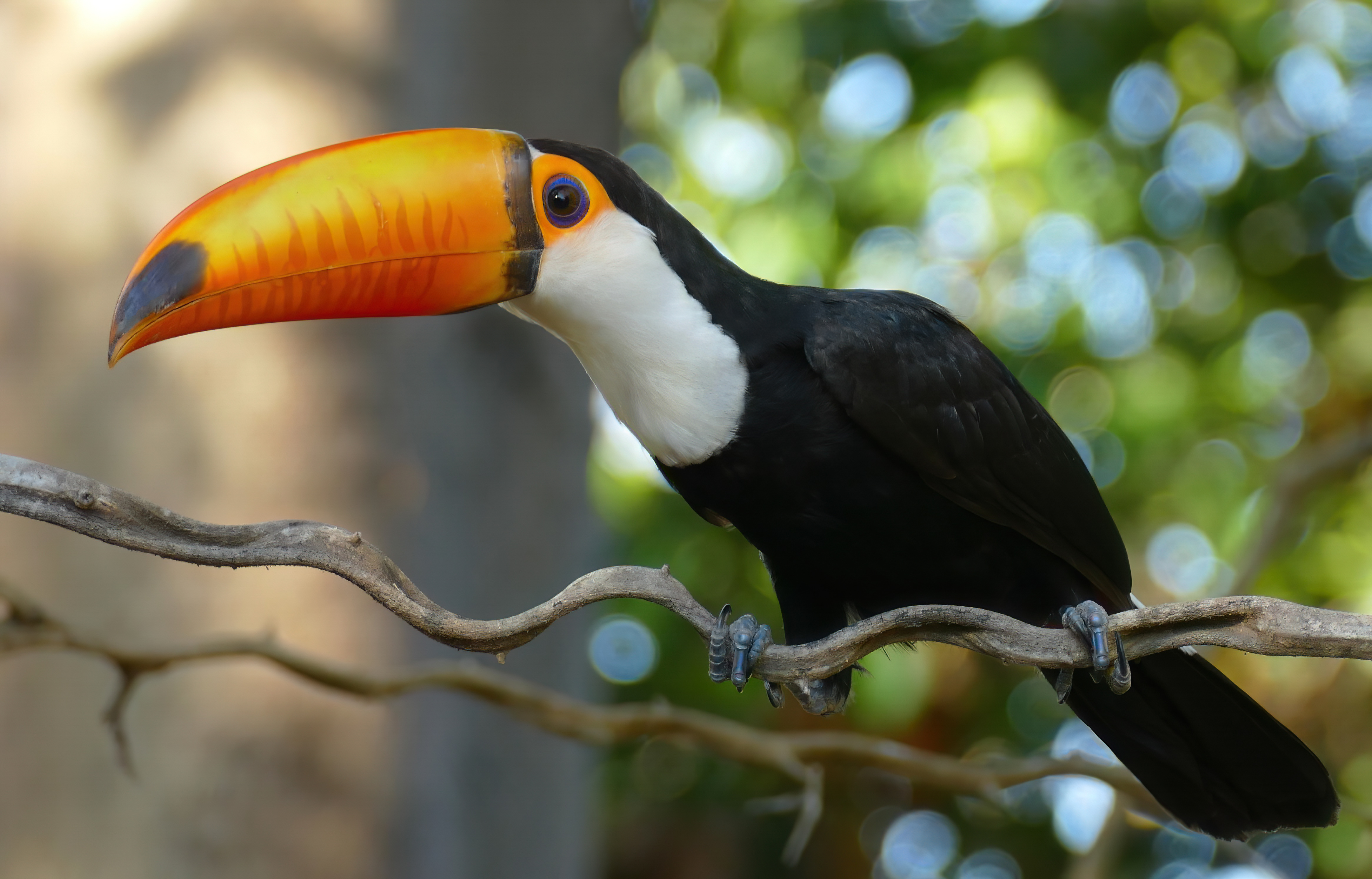 The toco toucan is an animal typical of the Brazilian savannas.