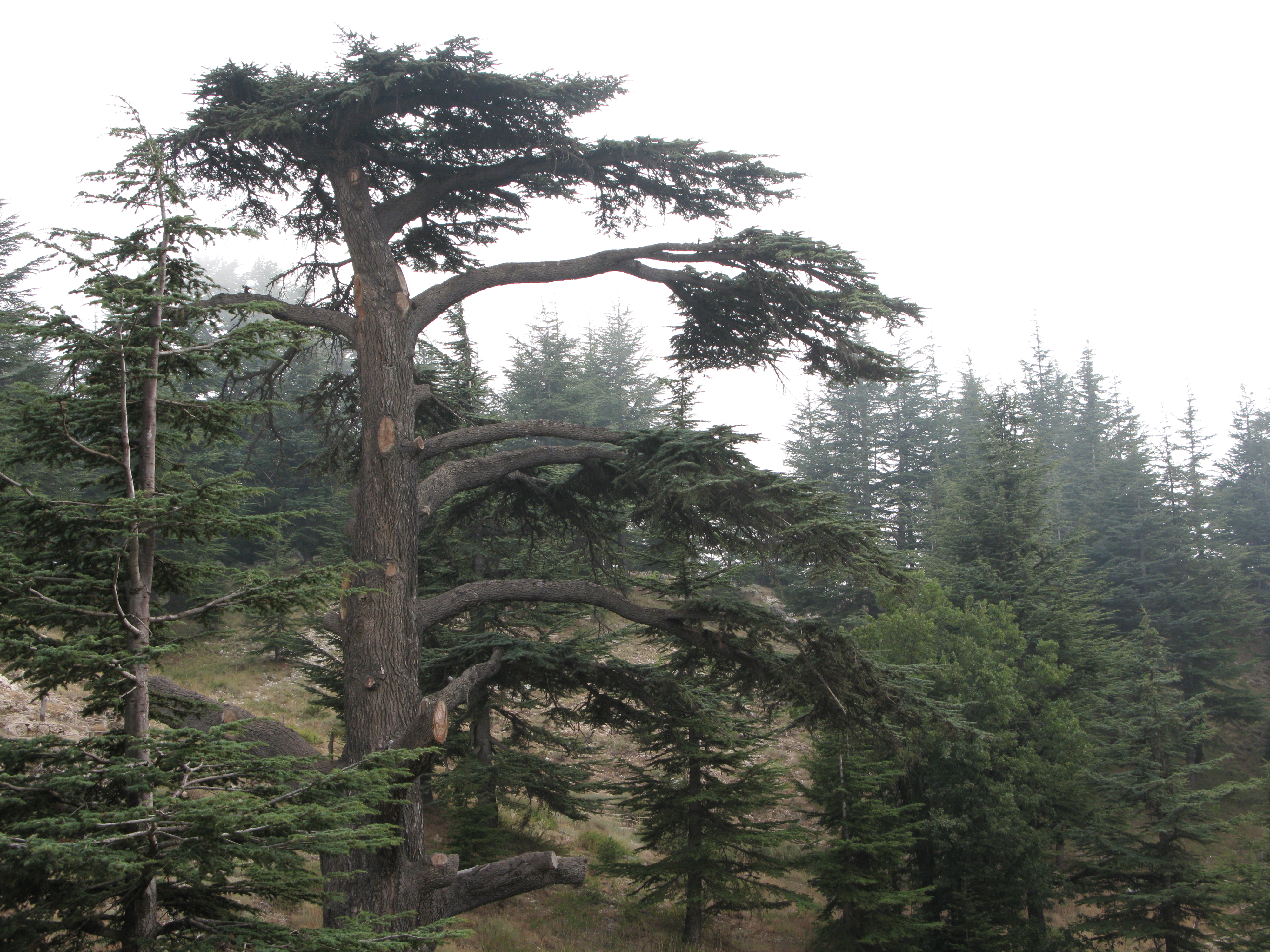 Cemara Lebanon adalah lambang nasional Lebanon.