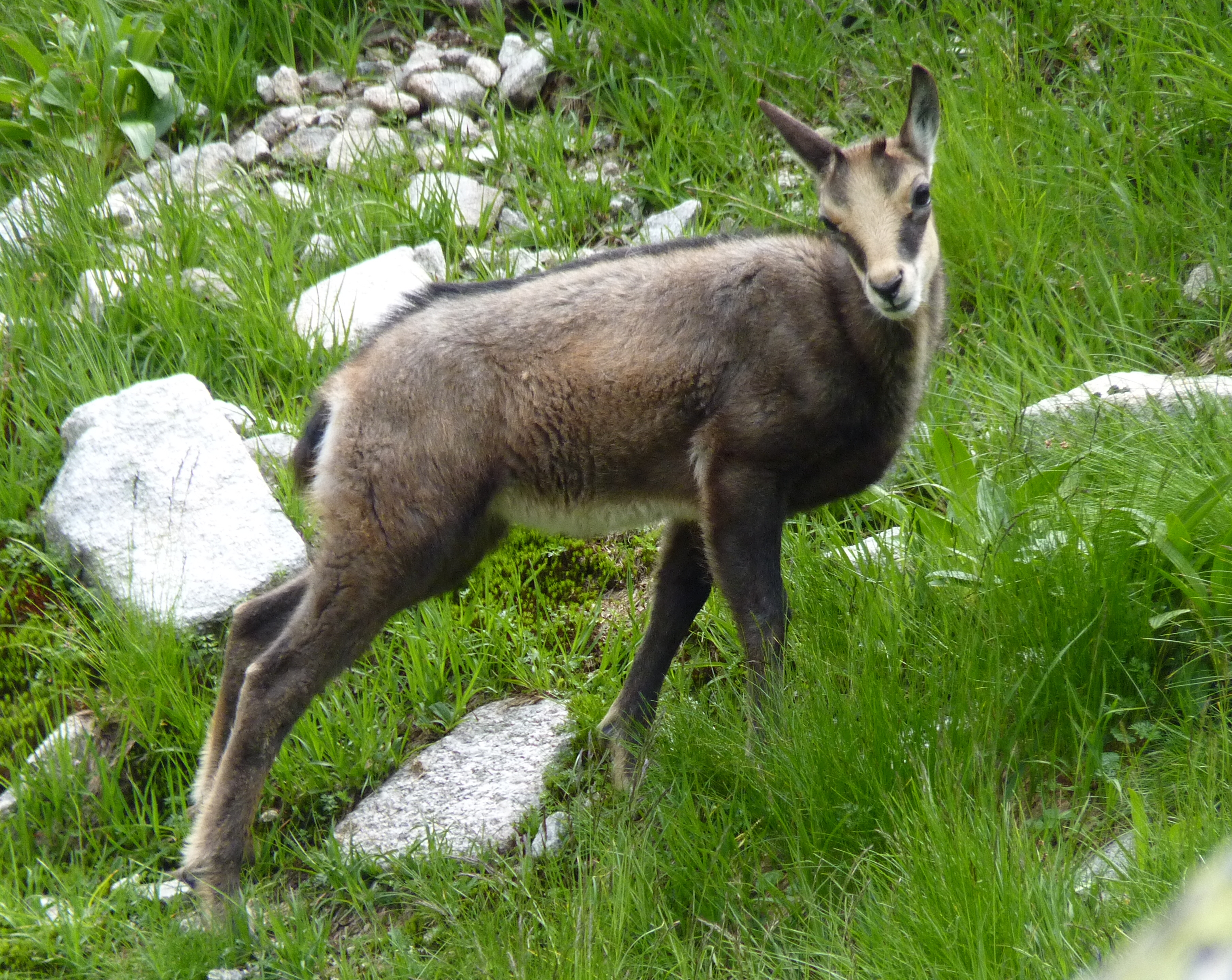 タトラ山脈のシャモア (Rupicapra rupicapra tatrica)。