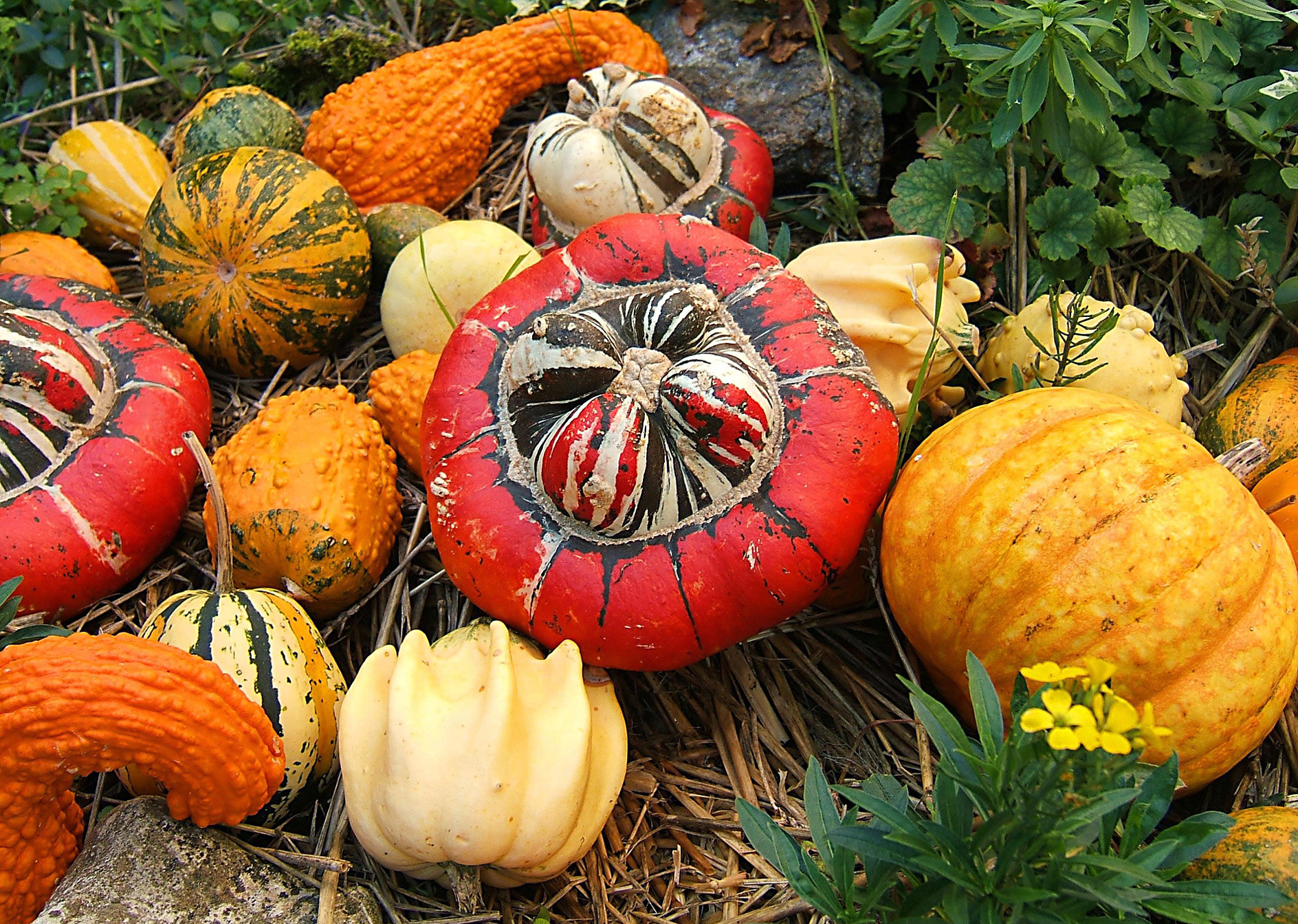 Several types and colors of ''Cucurbita''