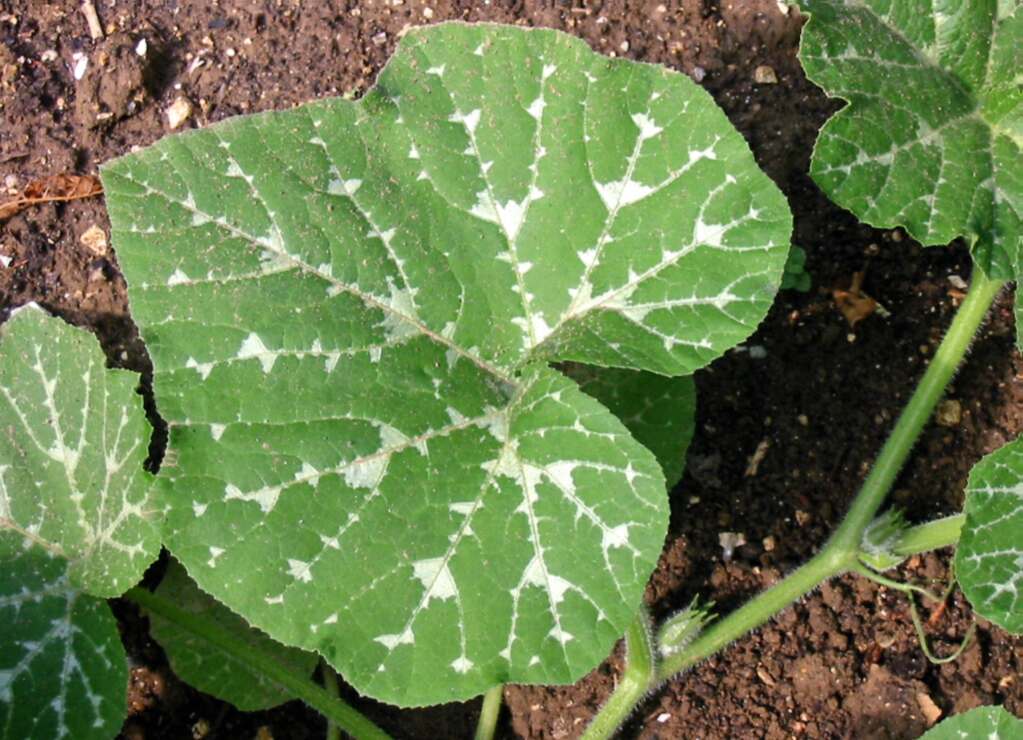 Green ''Cucurbita moschata'' leaves with white spots