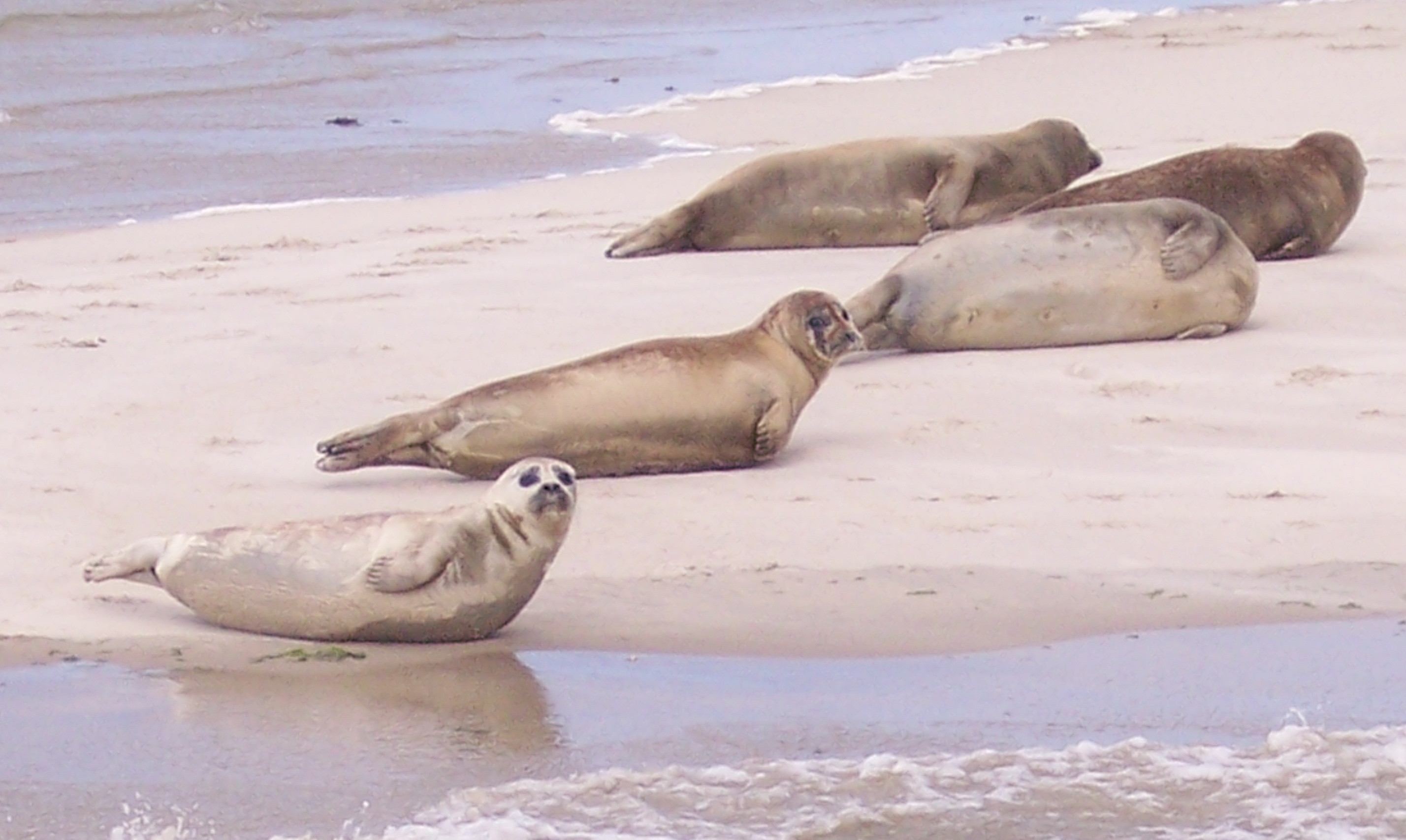 Anjing laut umum di Terschelling, sebuah pulau di Laut Wadden