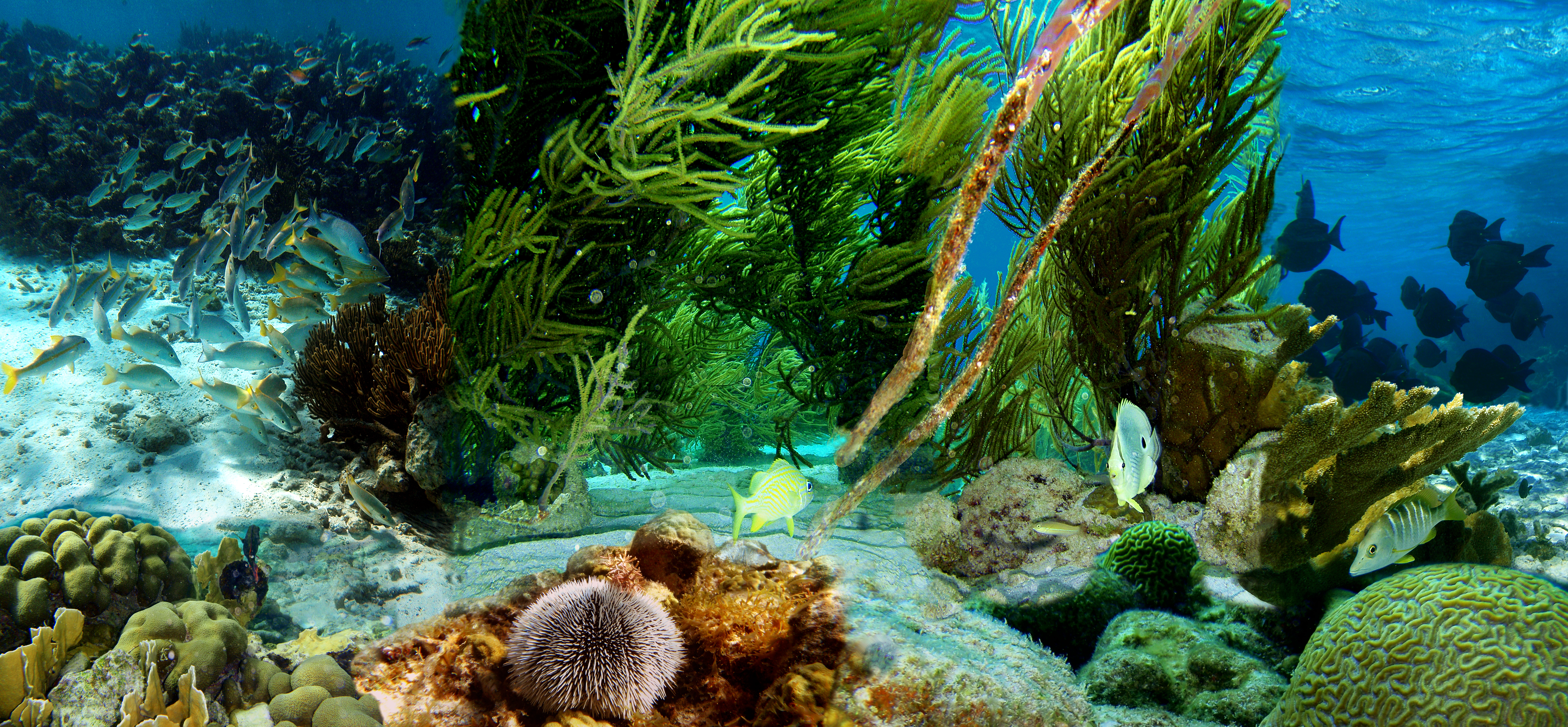 Kehidupan bawah laut di Klein Bonaire