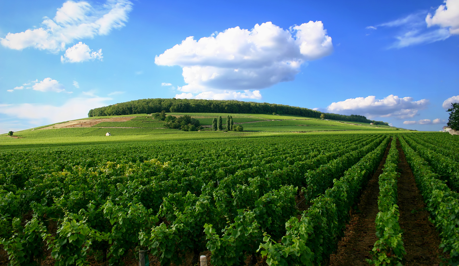 Kebun anggur di Côte de Nuits, Bourgogne, wilayah dengan iklim semi-laut dan semi-kontinental.