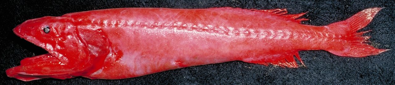 매우 독특한 등선과 몸의 매우 뒤쪽에 위치한 등지느러미와 뒷지느러미를 가진 길고 붉은 오렌지색 물고기