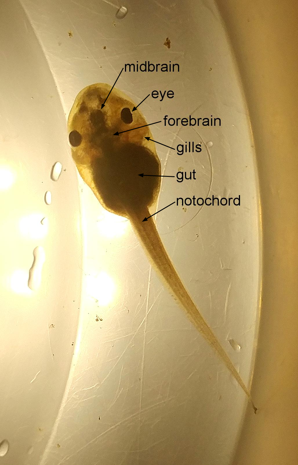 Wood frog 올챙이의 해부학