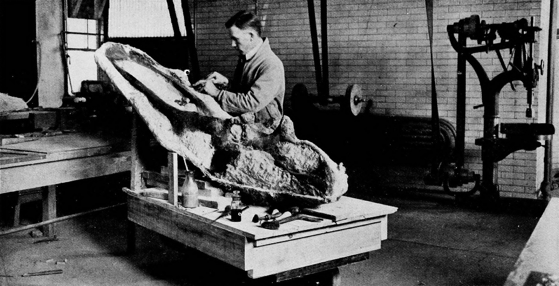 Fossil hunter George F. Sternberg preparing a fossil skull of the dinosaur ''Chasmosaurus''