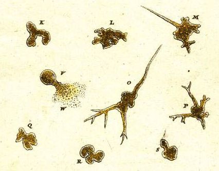 아우구스트 요한 로젤 폰 로젠호프의 <i>곤충 오락</i> (1755)에 실린 아메바 원생동물의 첫 번째 삽화
