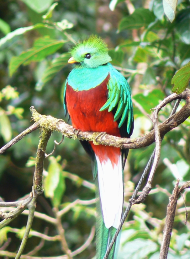 Chim Quetzal.