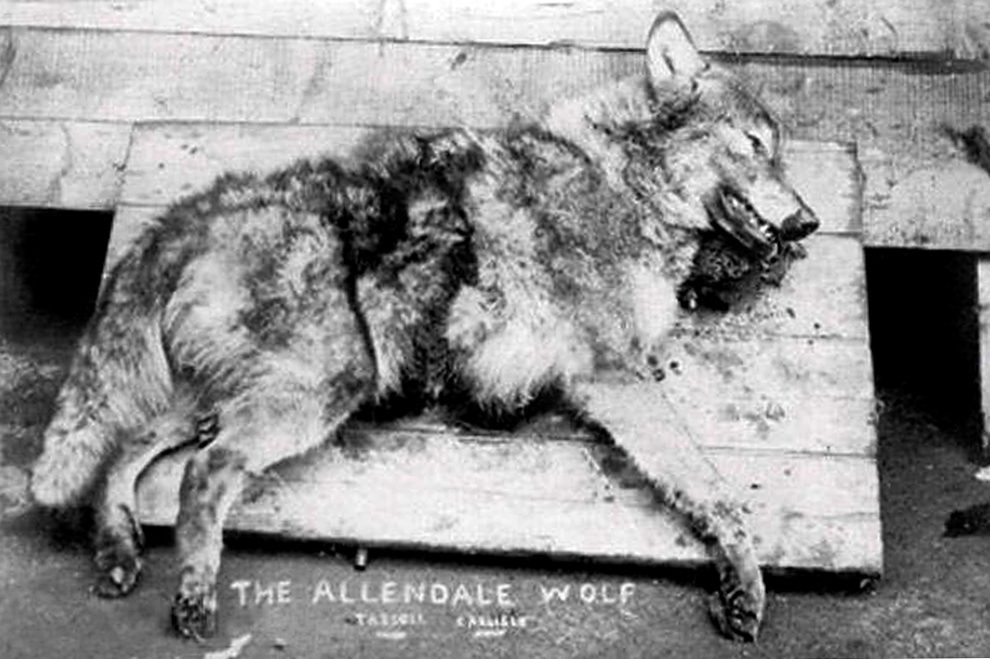 Black and white photograph of a dead wolf with