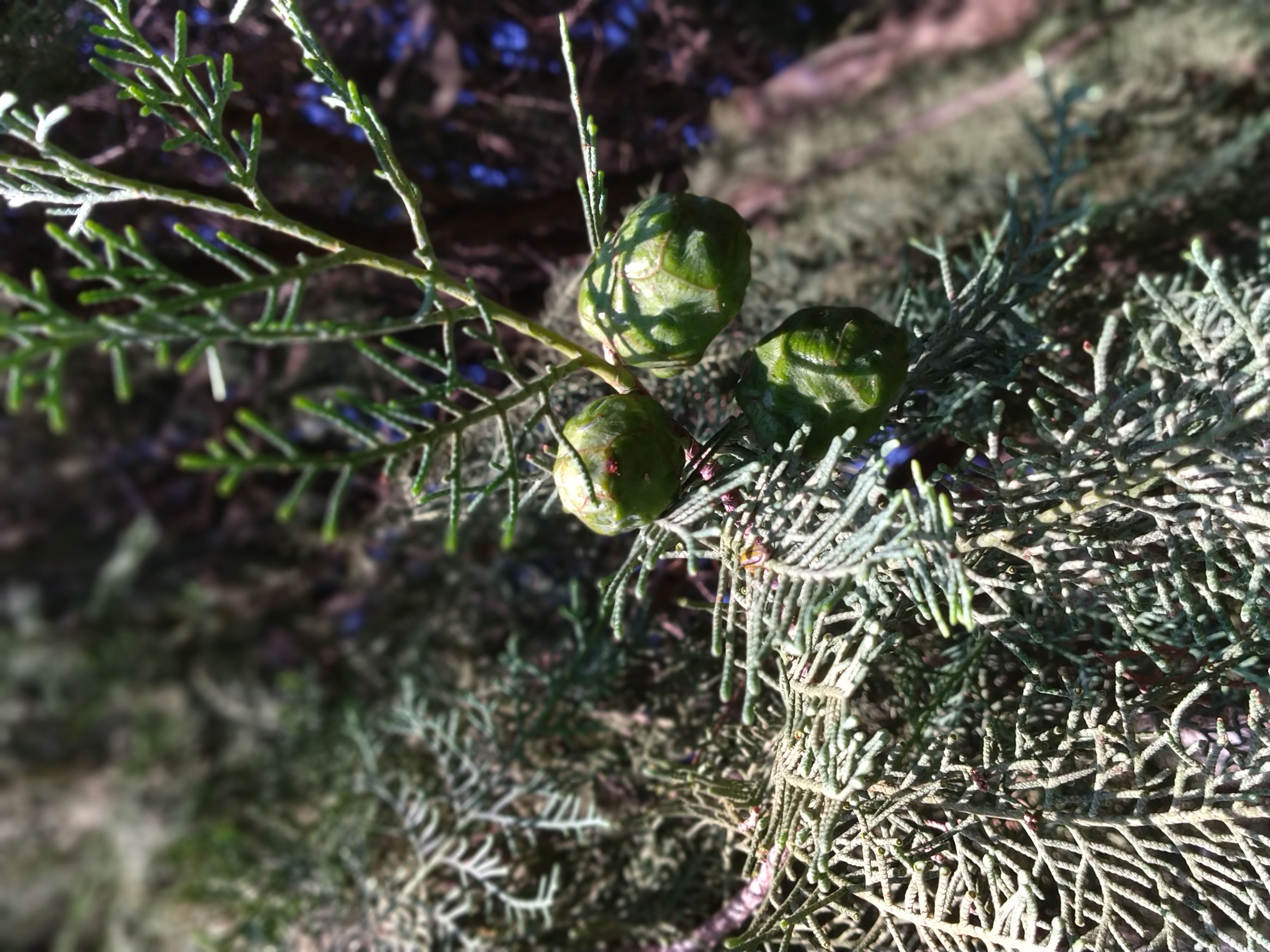 사하라쿠프레수스 잎과 구과