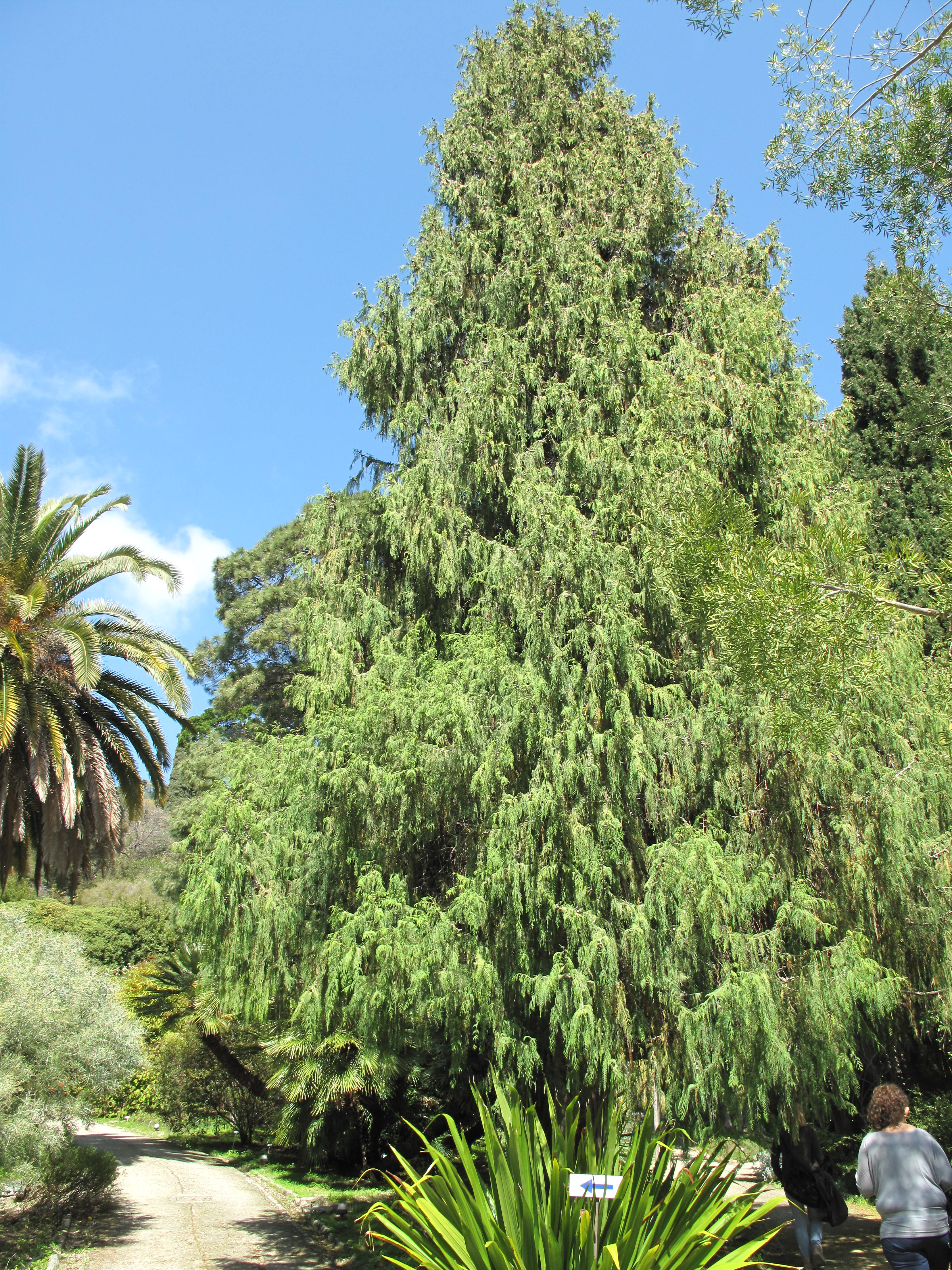 티베트쿠프레수스