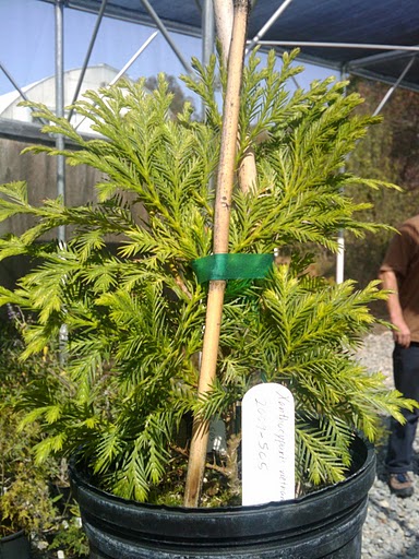 베트남쿠프레수스