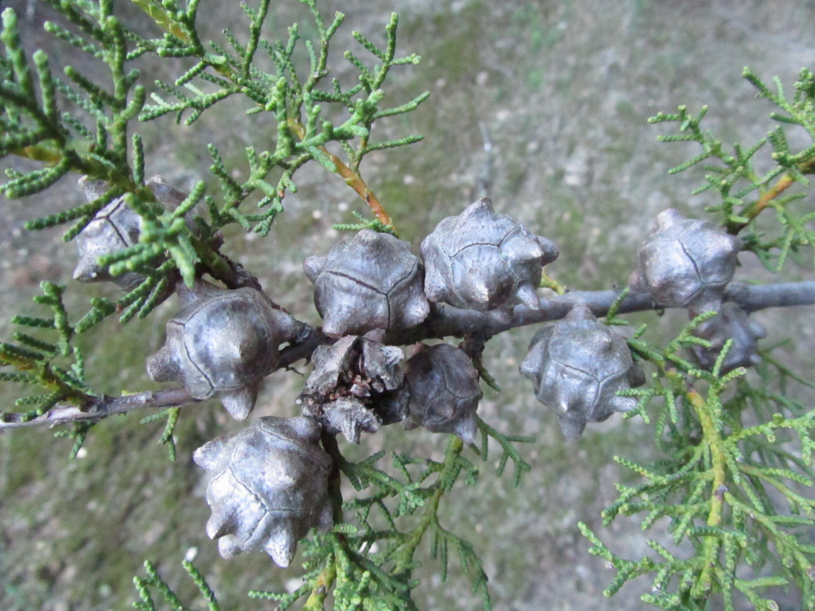 산타크루즈 측백나무 구과