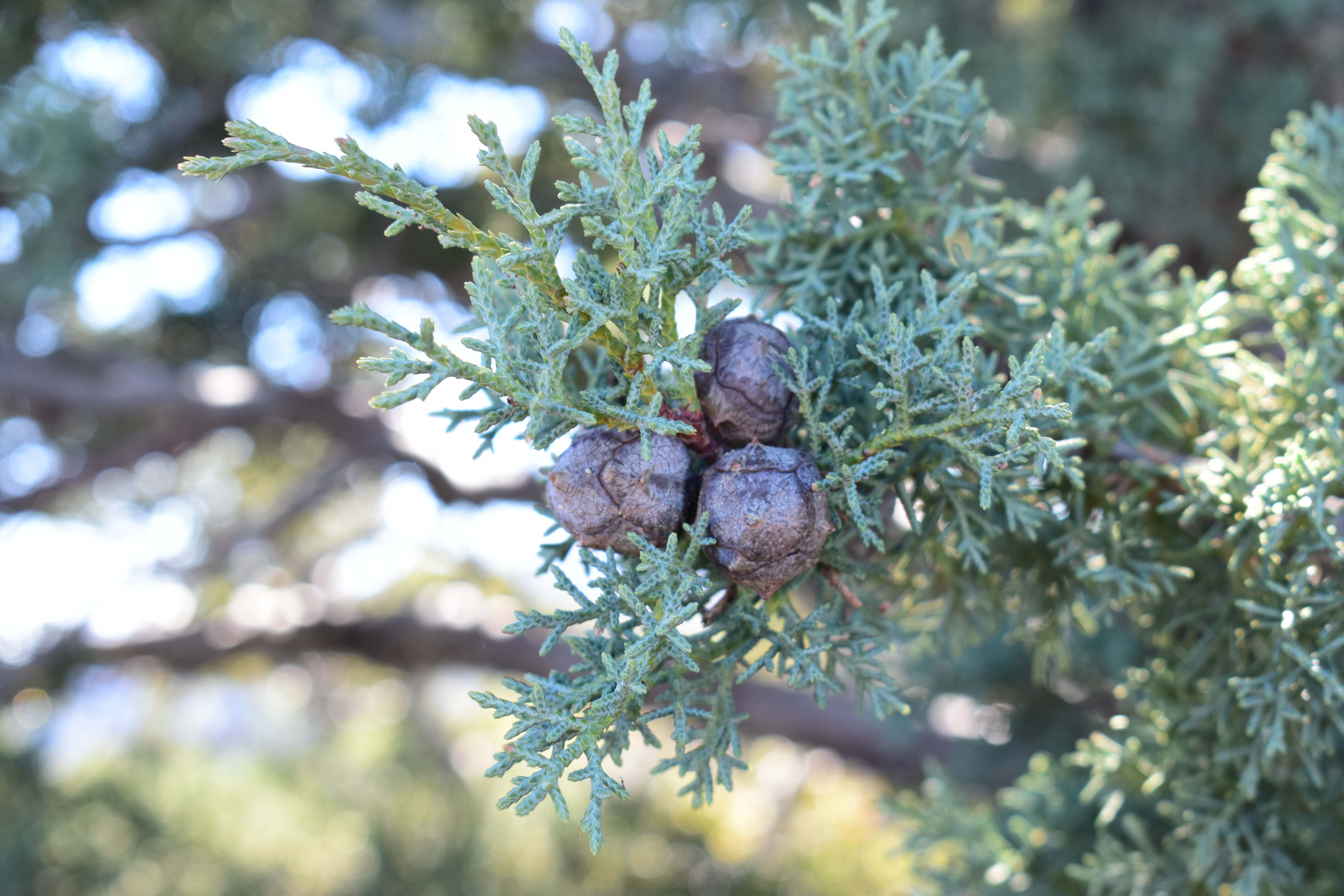 애리조나 측백나무 구과