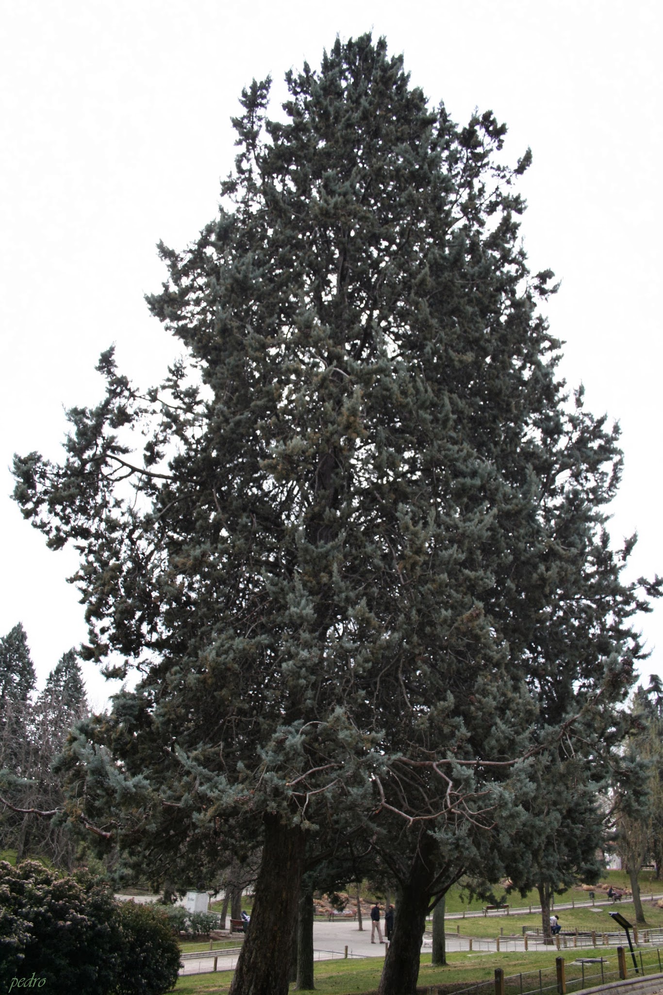 매끄러운 애리조나 측백나무