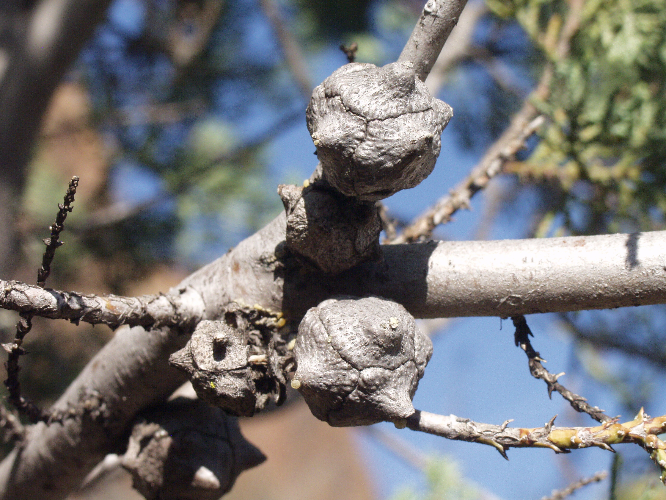 맥냅 측백나무 구과
