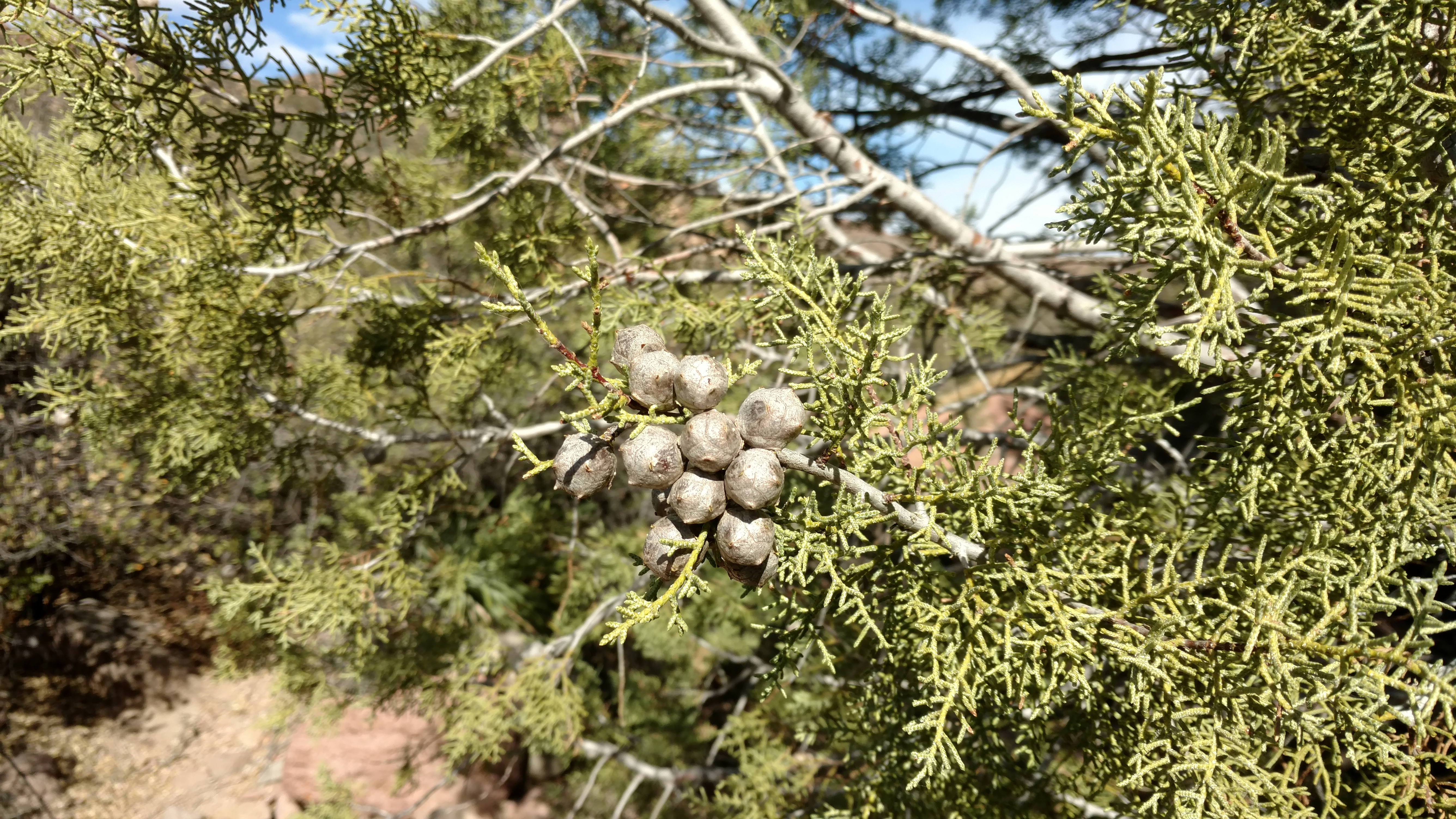 엘 린콘 측백나무 구과