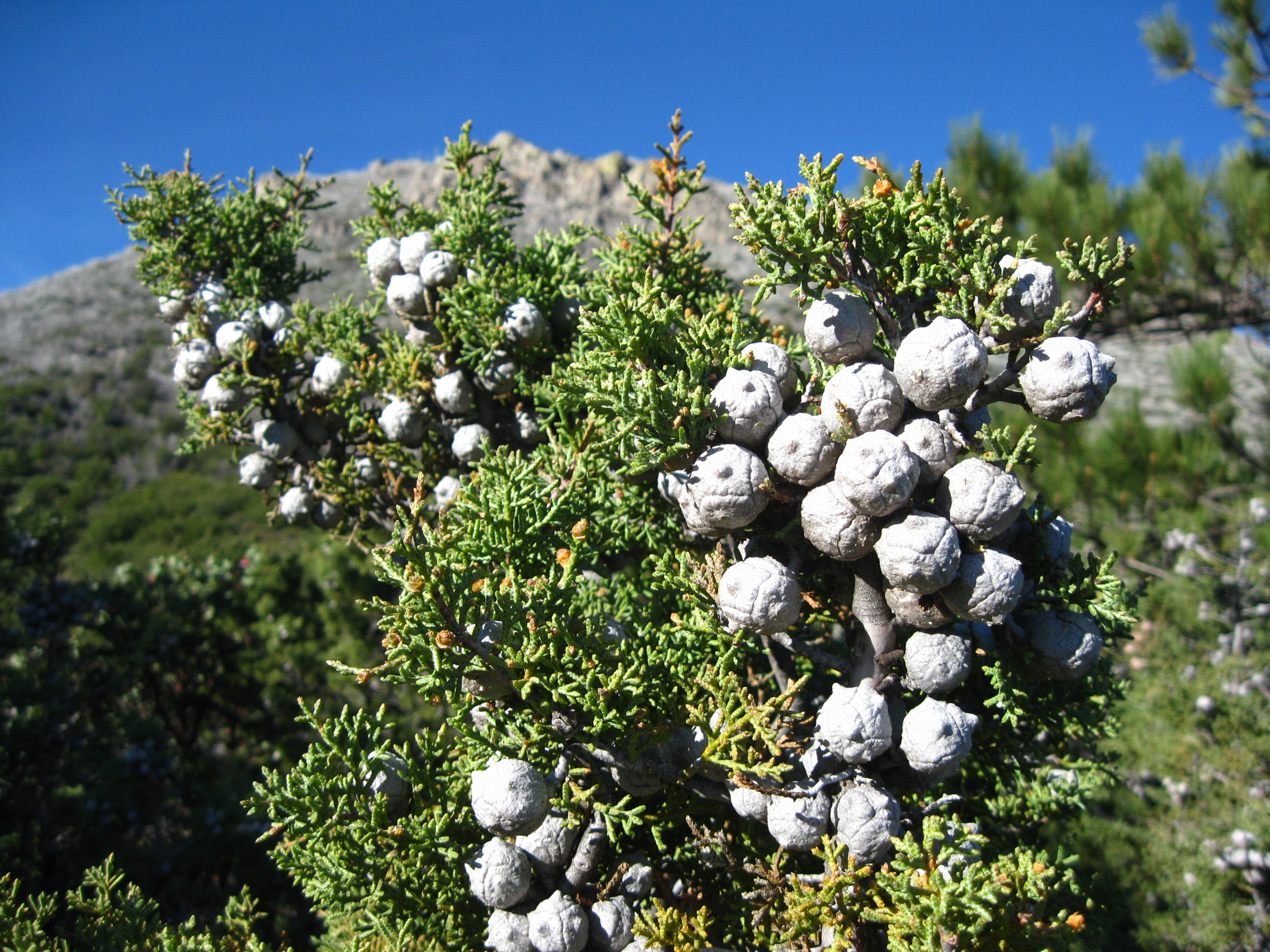 쿠야마카 측백나무 구과