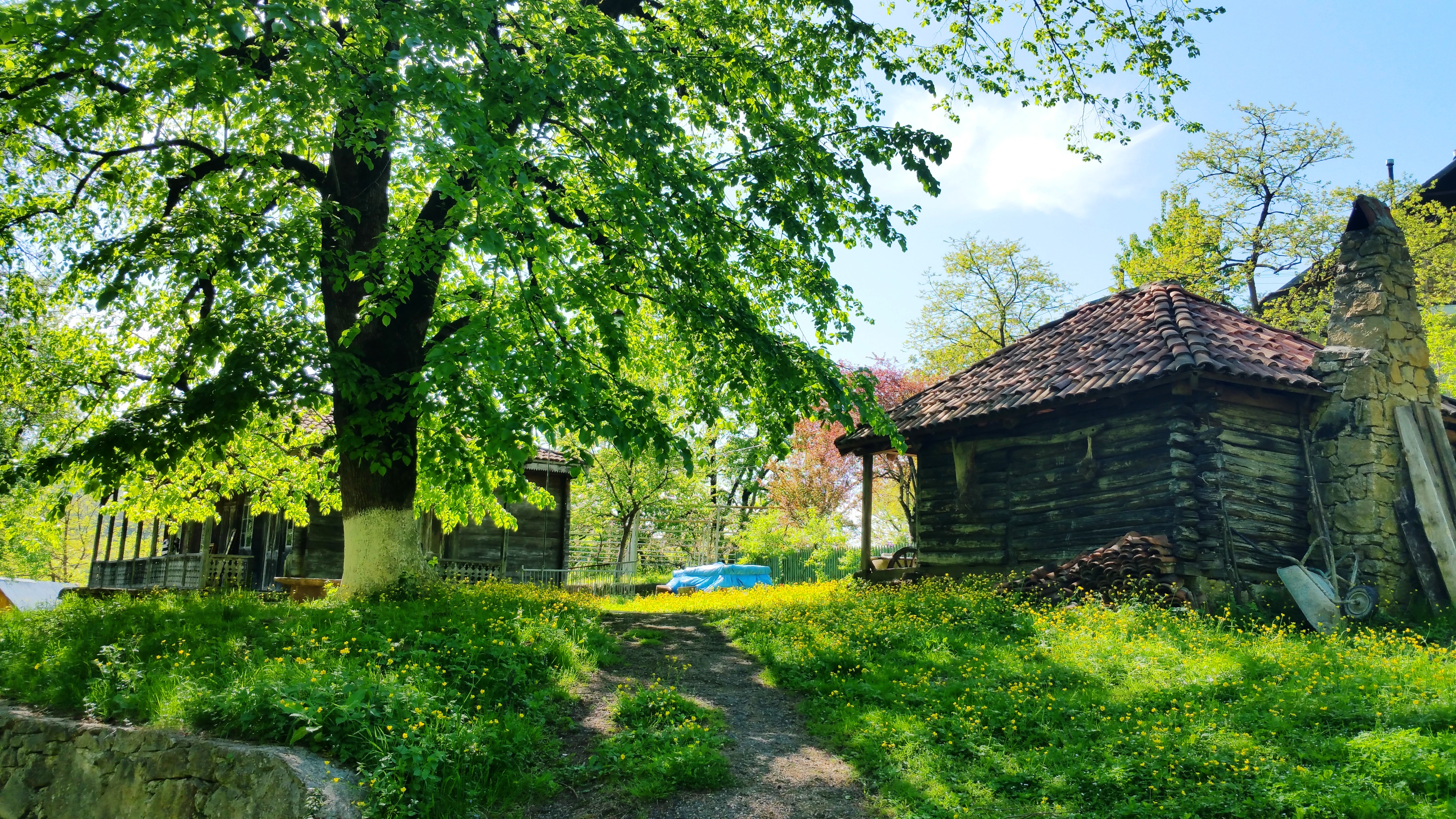 Photograph of two log cabins, one with a stone chimney, surrounded by greenery and shaded by a tall tree