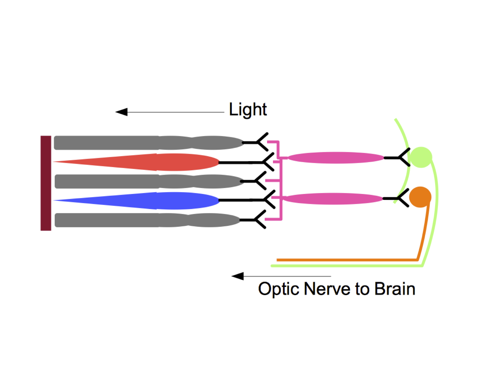 Phototransduction and ipRGCs in mammals