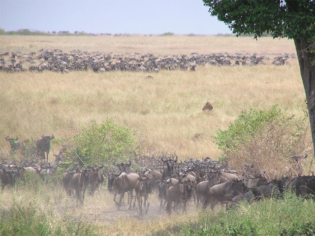 Vườn quốc gia Serengeti