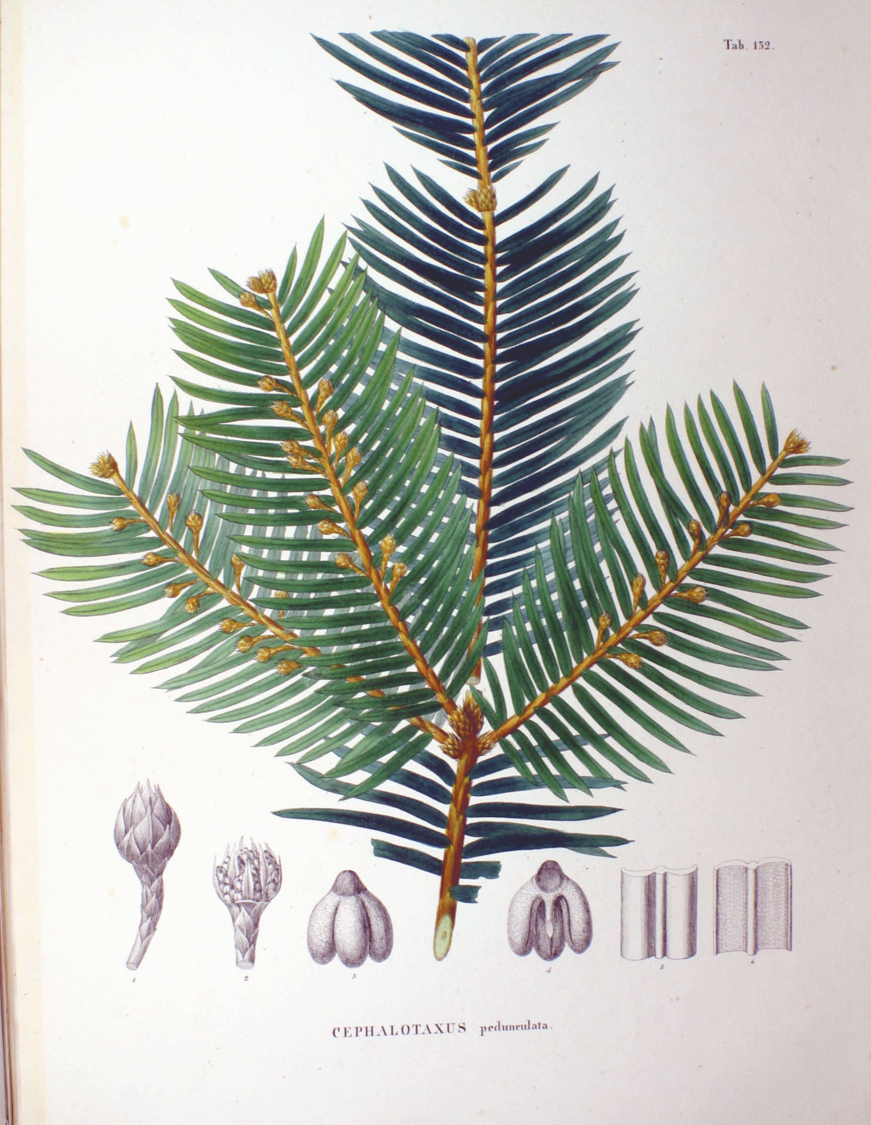 ภาพสีของ Cephalotaxus pedunculata ในหนังสือ Flora Japonica โดยฟิลลิพ ฟรันทซ์ ฟ็อน ซีบ็อลท์ และโยเซฟ เกอฮาร์ด ซุกการินี