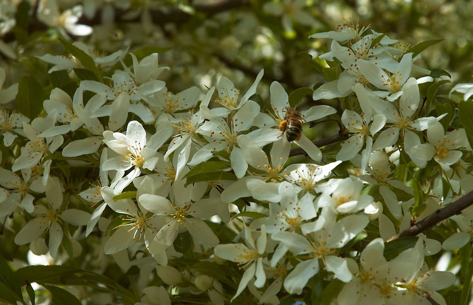 꽃이 핀 야광나무 (Malus sieboldii)