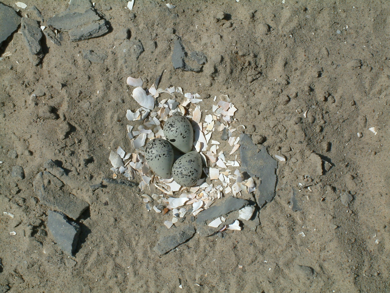 Three eggs, bluish with black speckling, sit atop a layer of white mollusc shells pieces, surrounded by sandy ground and small bits of bluish stone.