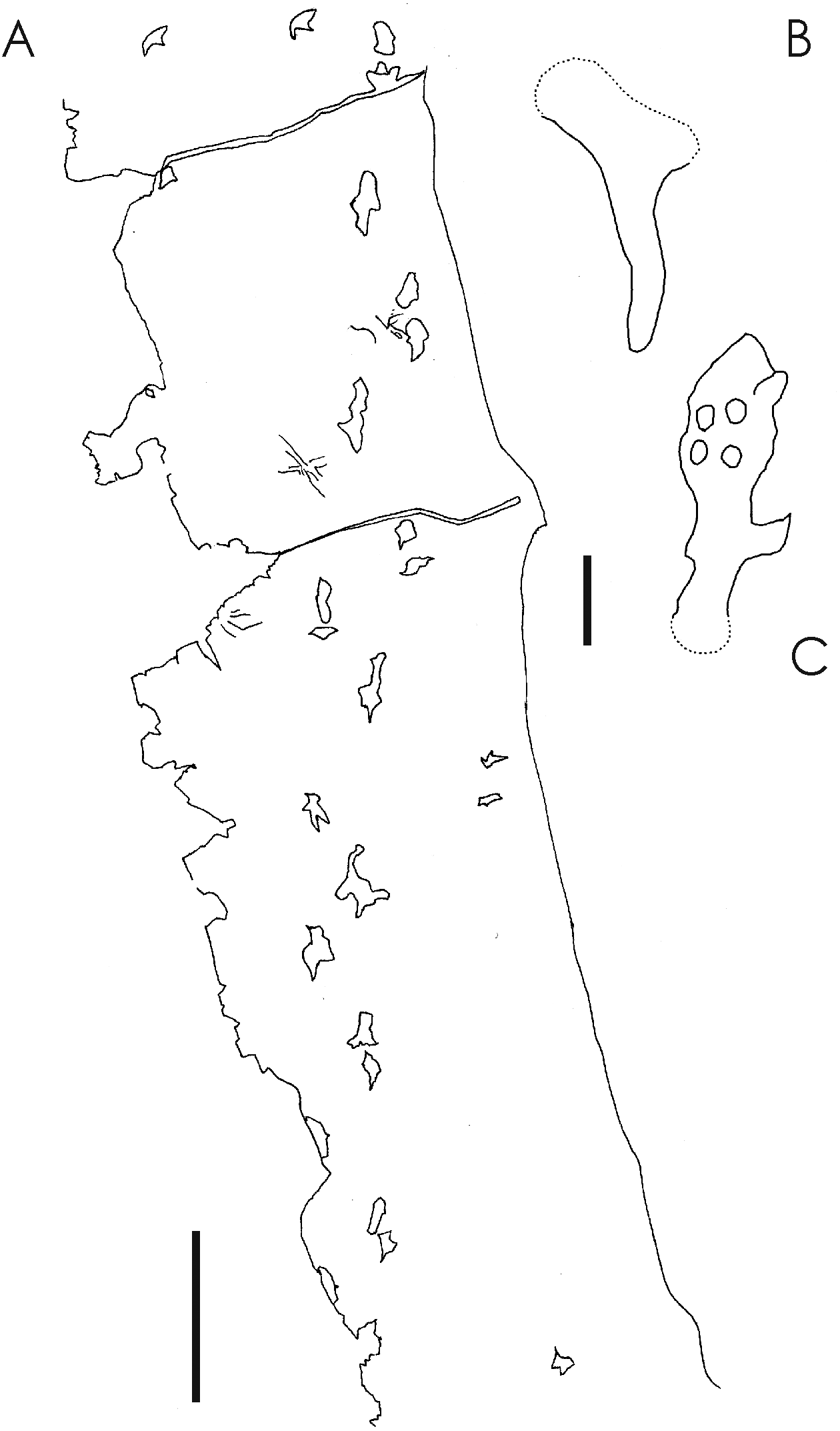 아즈다르크과의 <a href=