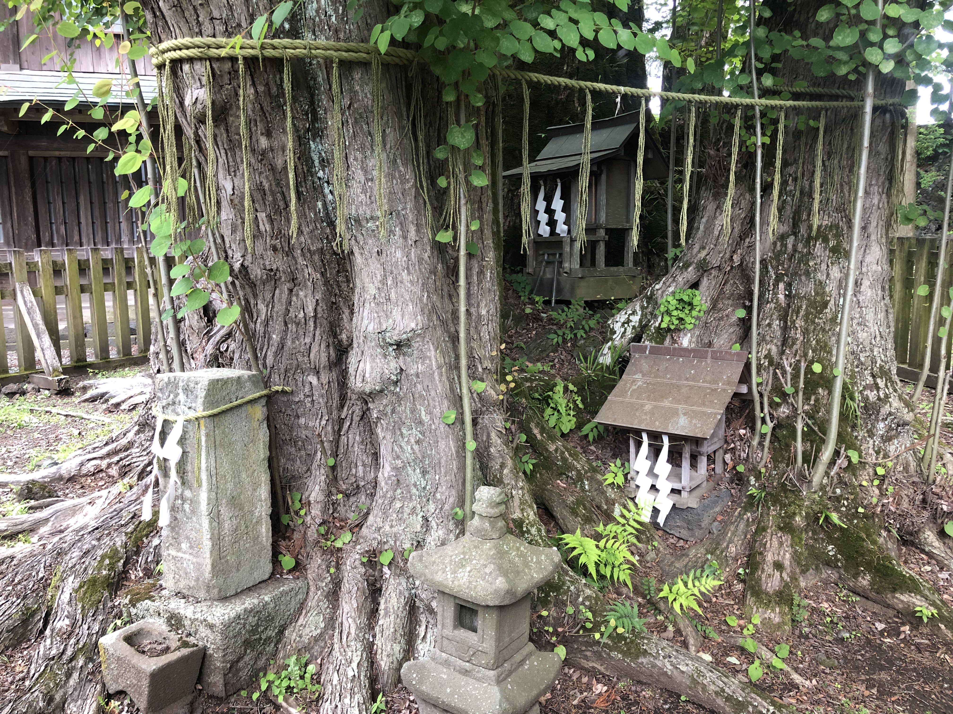 친왕의 수급이 묻혔다고 전하는 후지산 시타노미야 오무로센겐 신사의 계수나무 어신목(御神木)과 다이토노미야 사(大塔宮社)