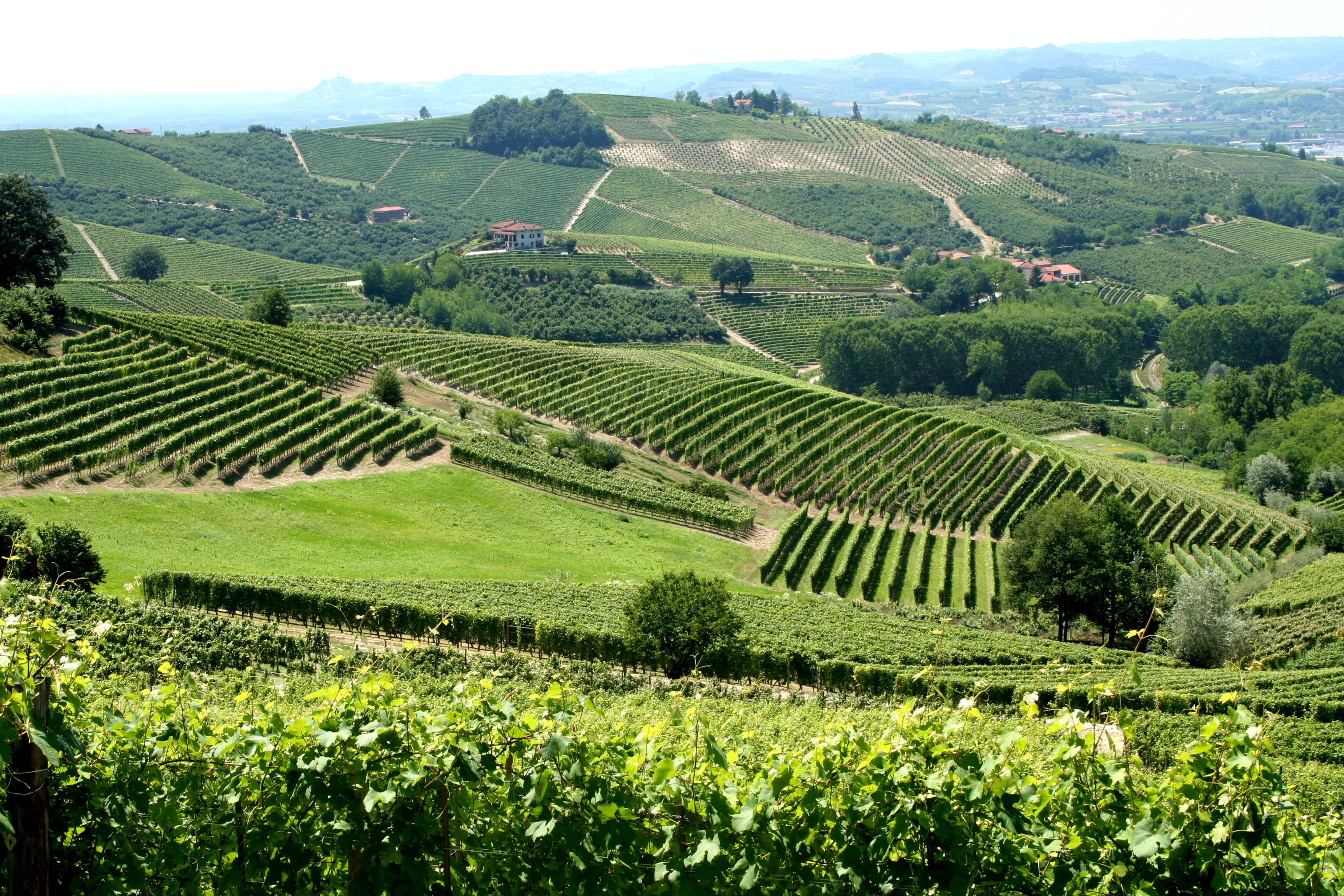 Vineyards in Langhe, Piedmont. Italy is the world's largest wine producer and has a vast variety of indigenous grapevines.