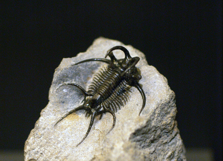 무기로 사용되었을 가능성이 높은 큰 가시를 보여주는 <i>세라타르지스</i> 속의 <a href=