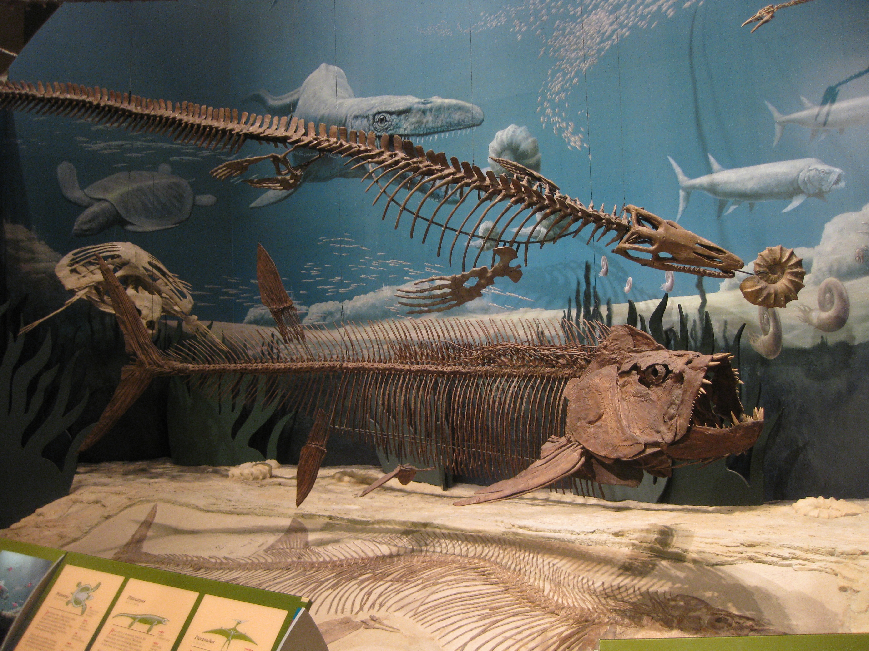 Mounted skeletons of ''Platecarpus'', ''Protostega'', and ''Xiphactinus''