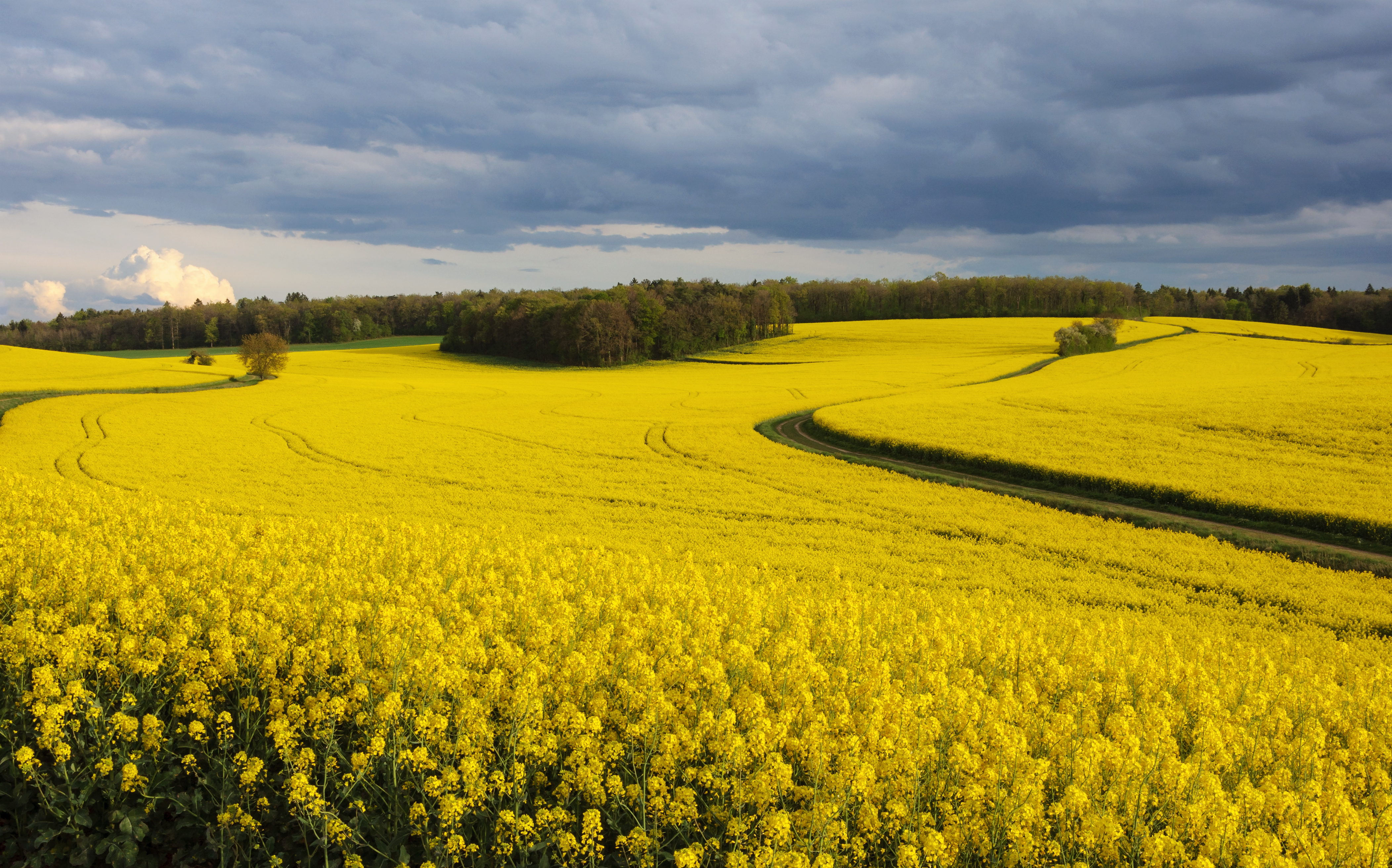 Blooming field