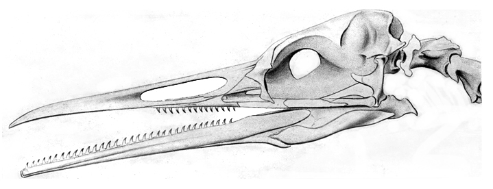 skull of ancient seabird with teeth set into bill