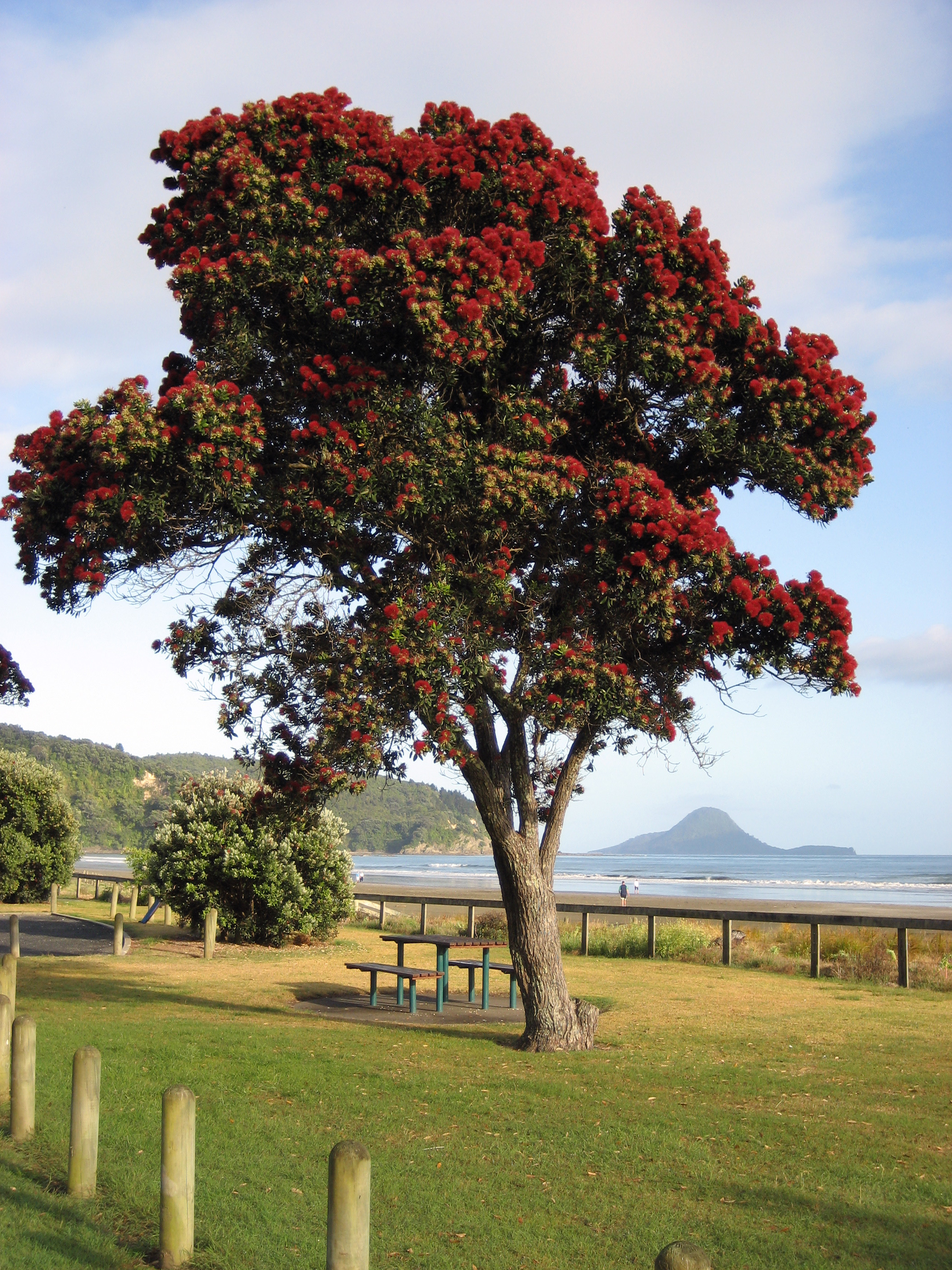 Pōhutukawa (Metrosideros excelsa) trees are endemic to New Zealand.