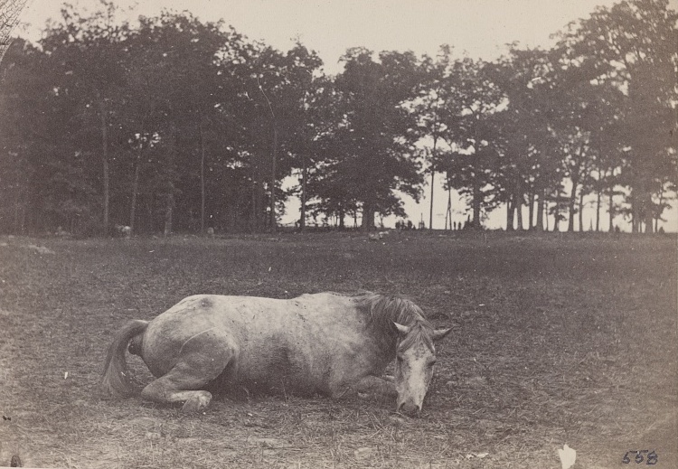 휴식을 취하는 듯한 죽은 말