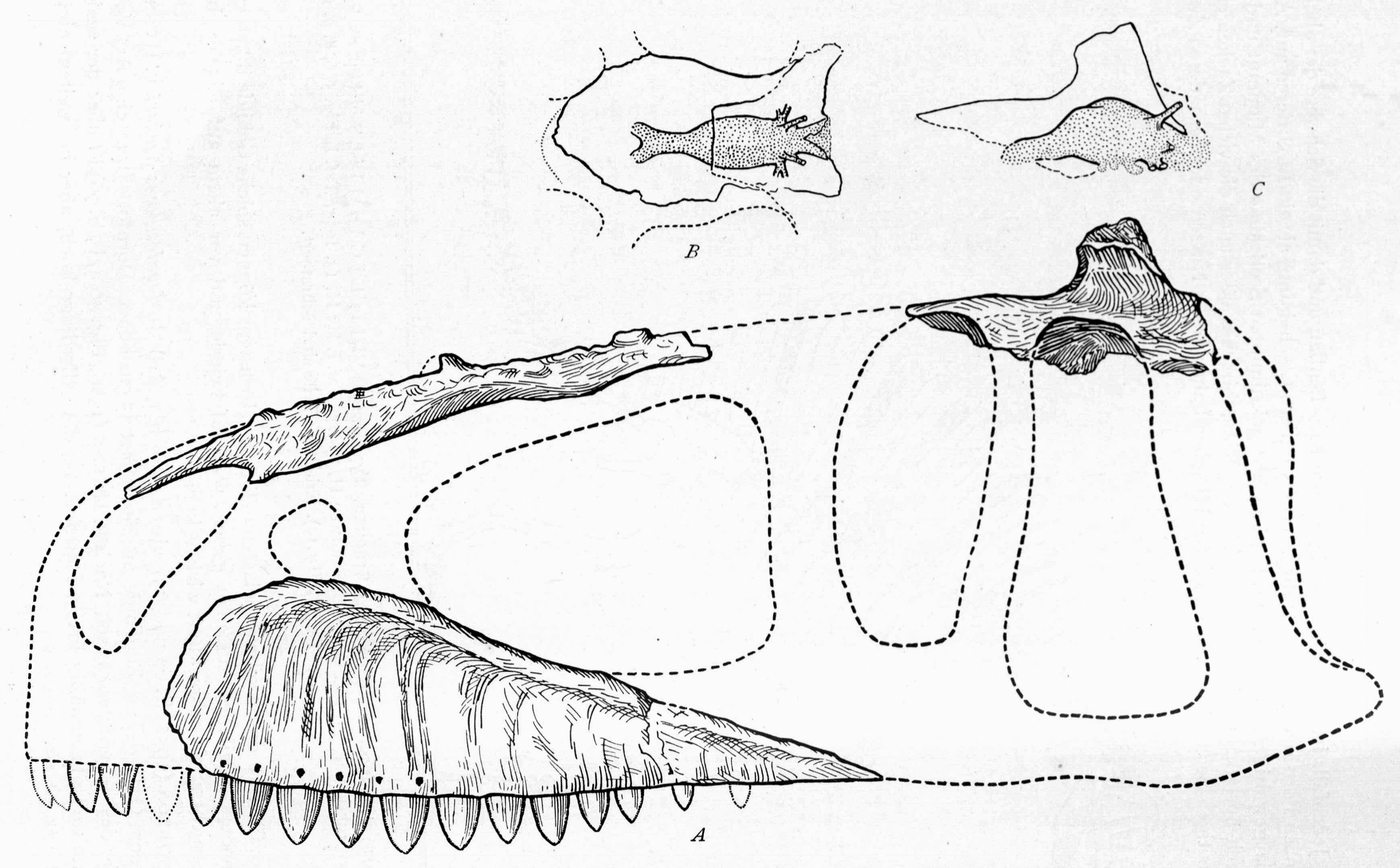 IPHG 1922 X46의 구식 두개골 재구성 및 내주형