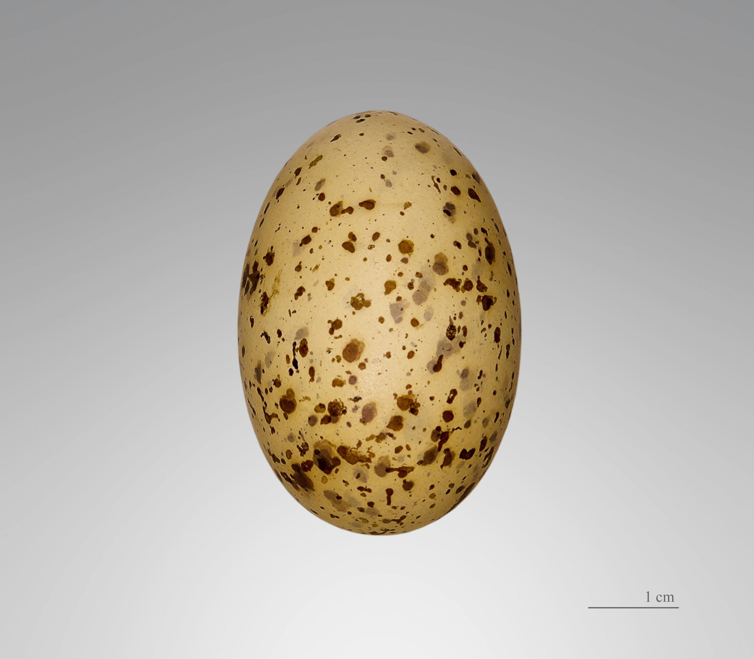 Egg