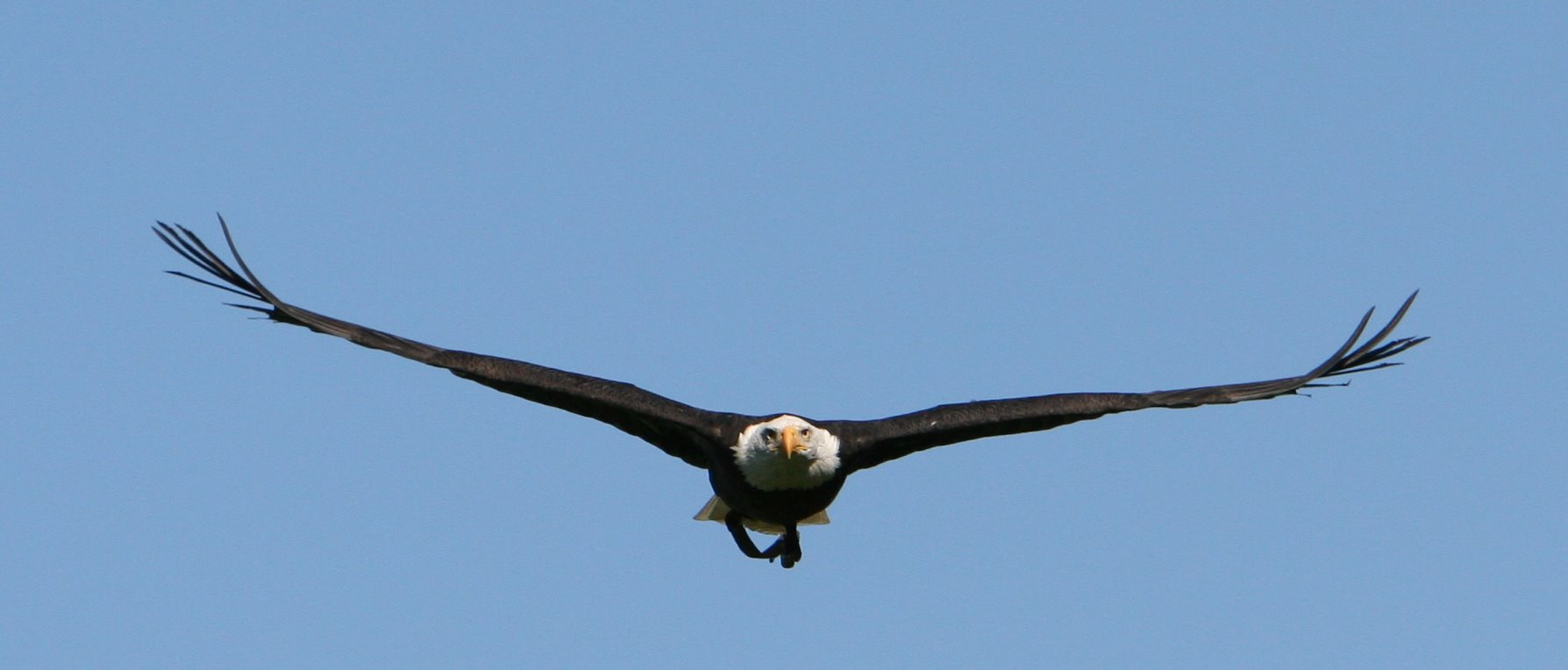 A dark bird with a light head flies towards the viewer; its wings are lifted in a shallow 