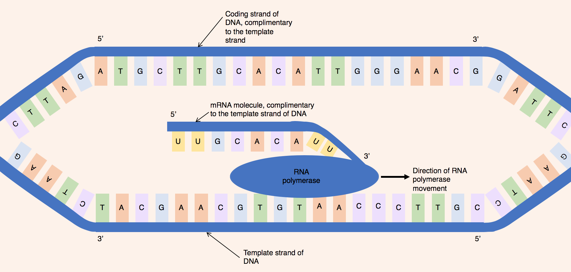 DNA의 두 가닥이 분리되어 RNA 중합 효소가 한 가닥에 부착되어 있고 RNA 분자가 RNA 중합 효소에서 나오는 그림