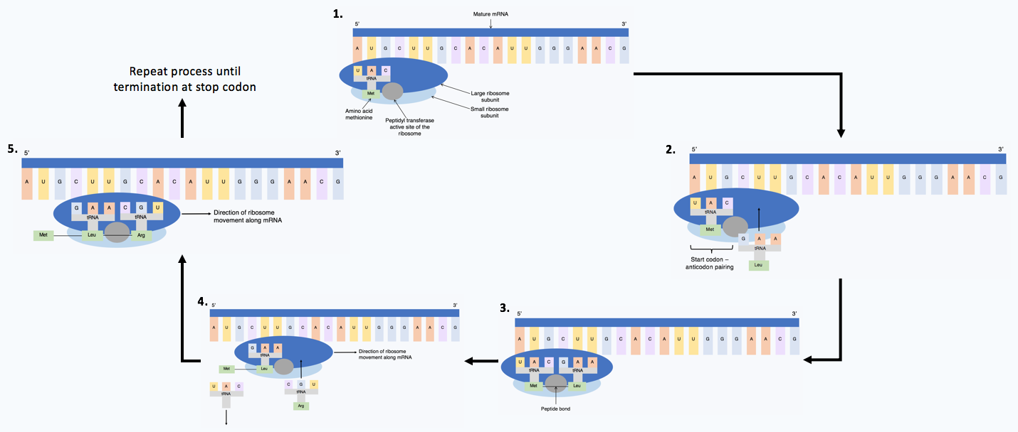 mRNA 5가닥은 모두 서로 다른 번역 단계에서 리보솜이 부착되어 있습니다. 첫 번째 가닥에는 리보솜과 mRNA와 염기쌍을 이루는 아미노산을 운반하는 tRNA 1개가 있고, 두 번째 가닥에는 리보솜과 mRNA와 염기쌍을 이루는 아미노산을 운반하는 두 번째 tRNA가 있으며, 세 번째 가닥에는 리보솜이 두 tRNA의 두 아미노산 간의 펩타이드 결합을 촉매하고 있습니다. 네 번째 가닥에는 첫 번째 tRNA가 리보솜을 떠나고 아미노산을 가진 세 번째 tRNA가 도착하고 있습니다. 다섯 번째 가닥에는 리보솜이 두 번째와 세 번째 tRNA의 아미노산 사이의 펩타이드 결합을 촉매하며, 화살표는 주기가 계속됨을 나타냅니다