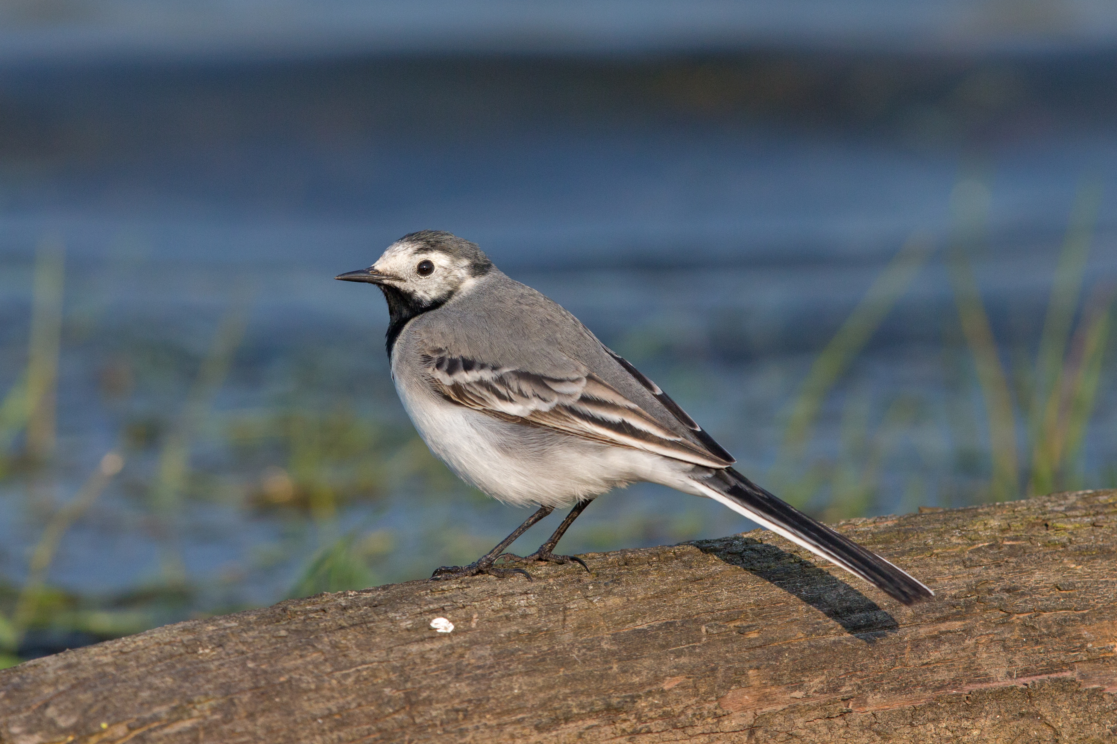 The white wagtail (baltā cielavabalta tzielavaLatvian) is the national bird of Latvia.