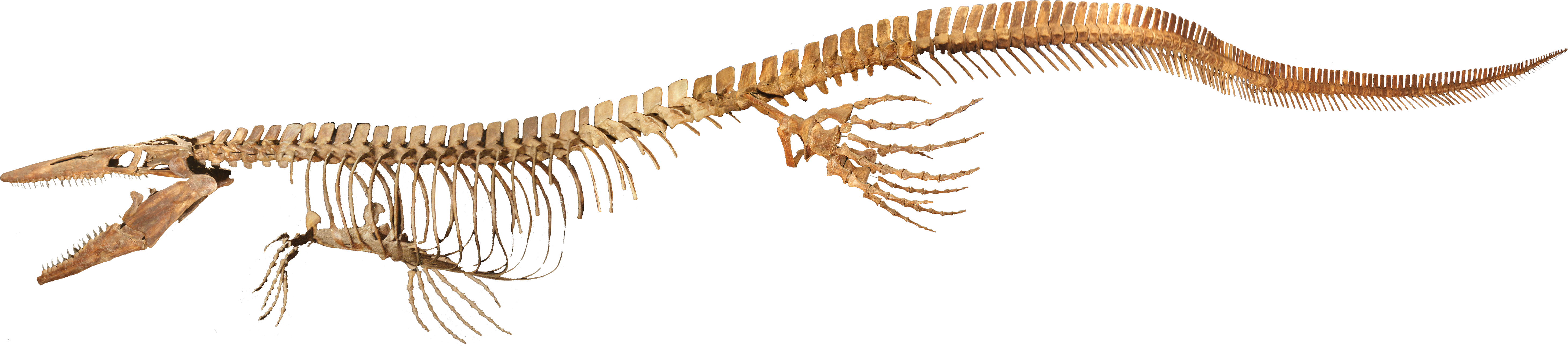 필라델피아 자연과학 아카데미의 ''Tylosaurus proriger'' 골격