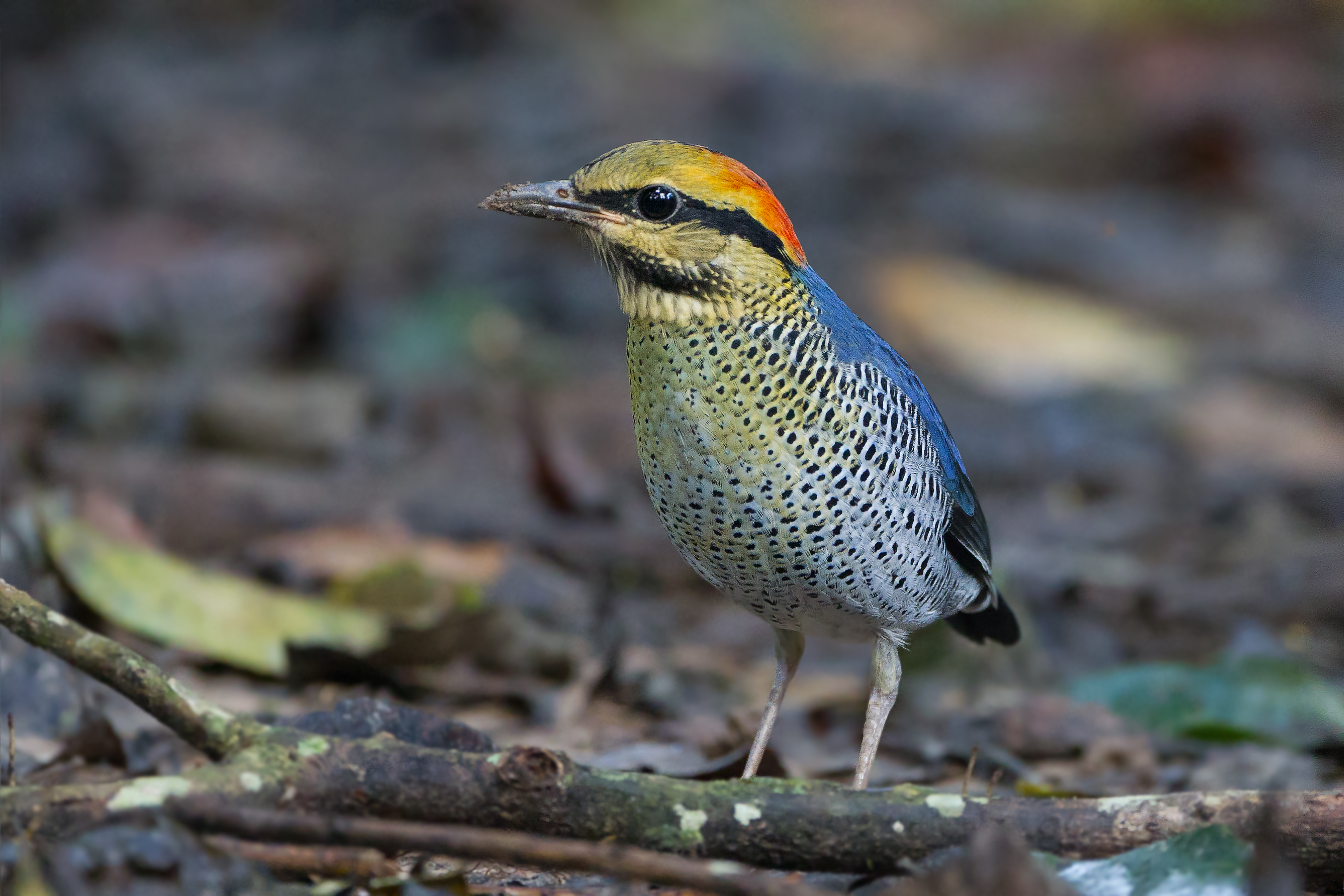  blue bird with yellow, orange and black head stands on leafy forest floor