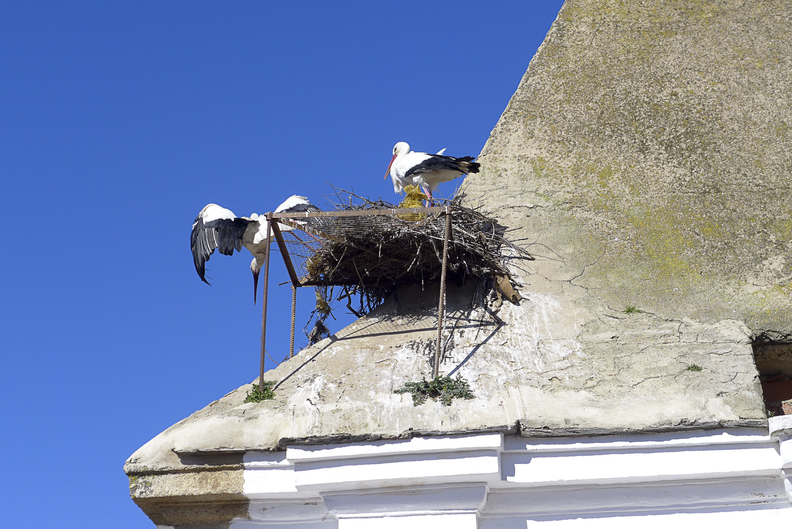 지붕 위의 황새 둥지는 카세레스 구시가지에서 흔히 볼 수 있는 광경이다.