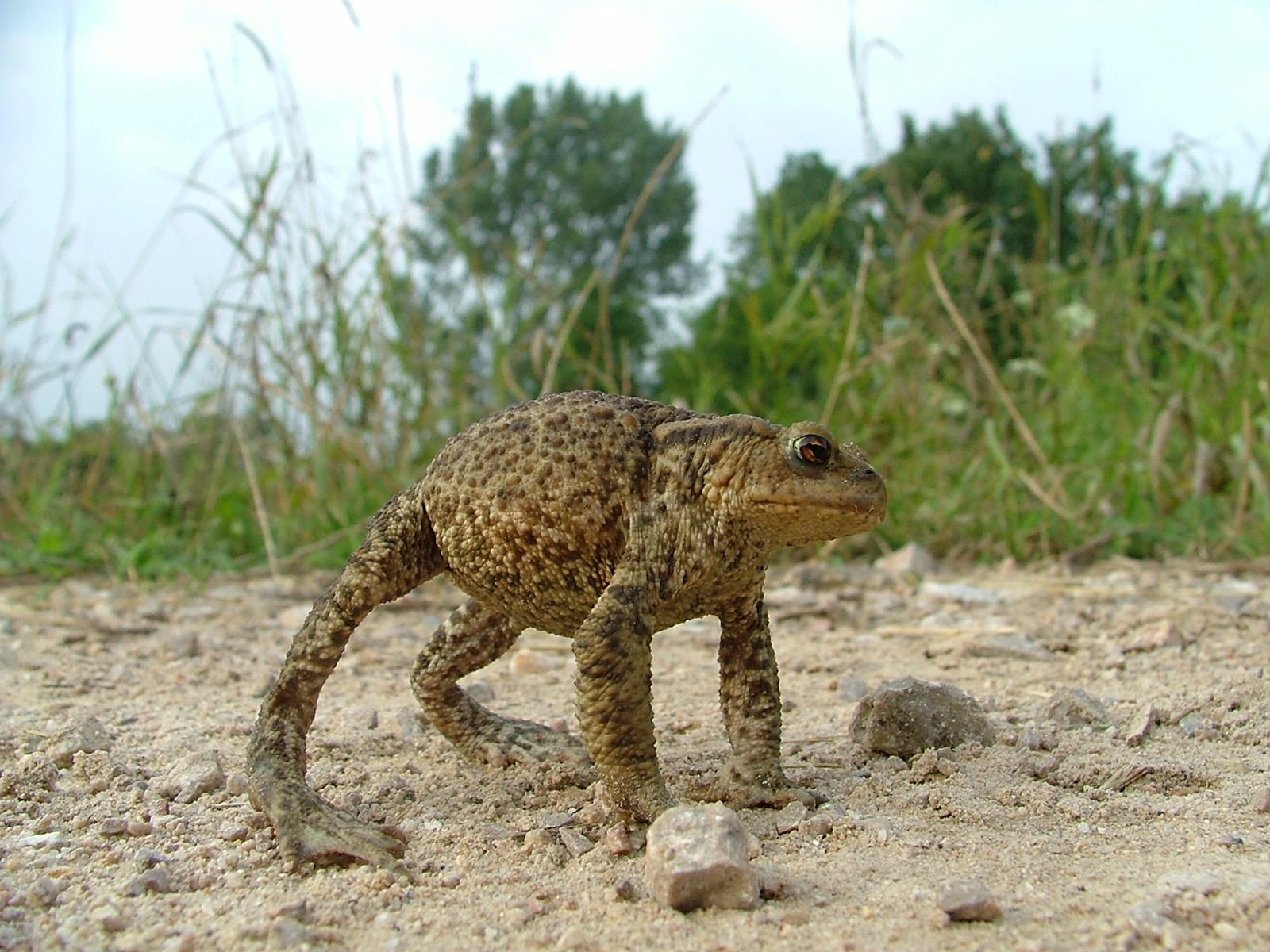 Common toad adopts a defensive stance