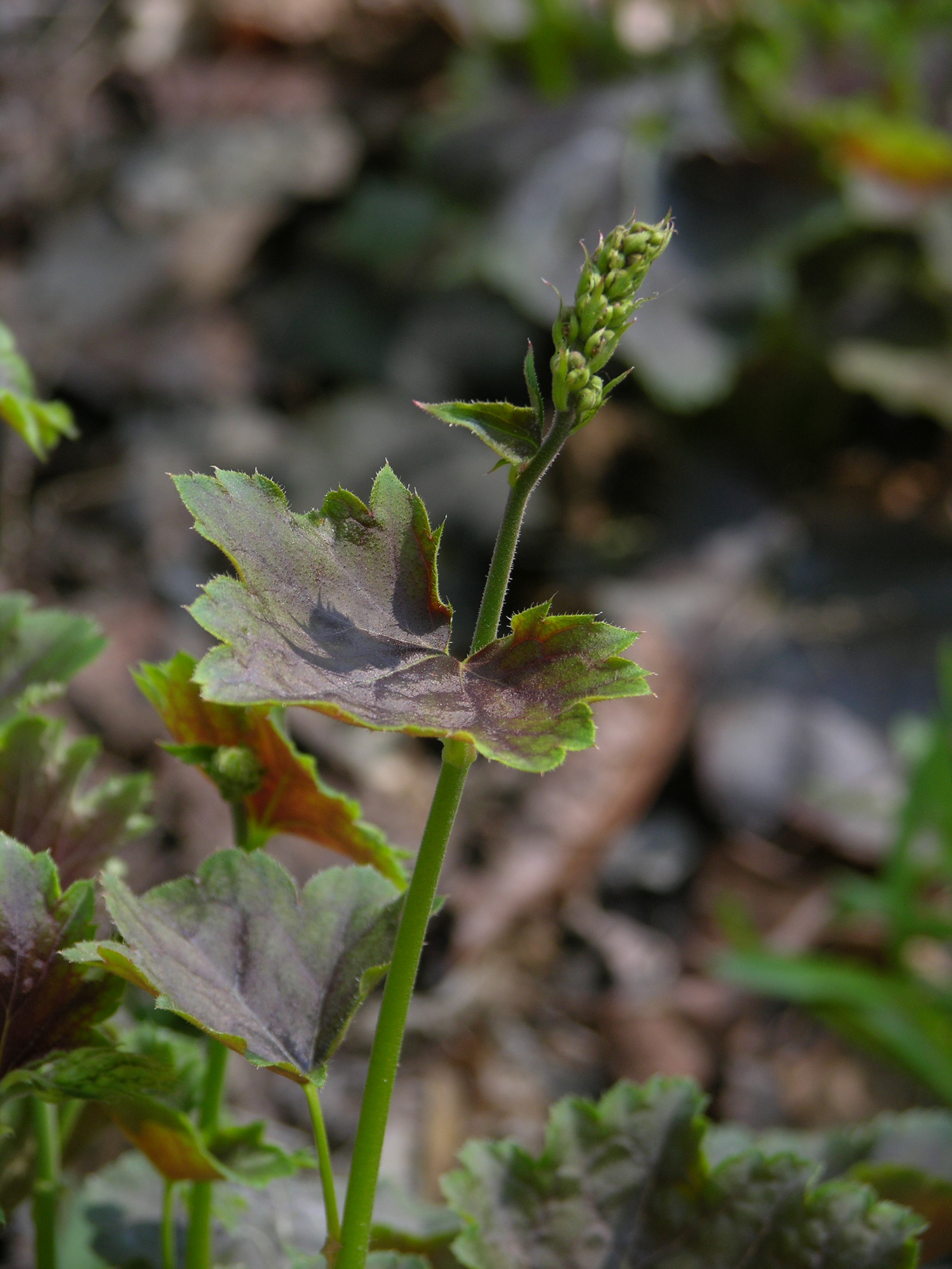 꽃자루 Heuchera americana